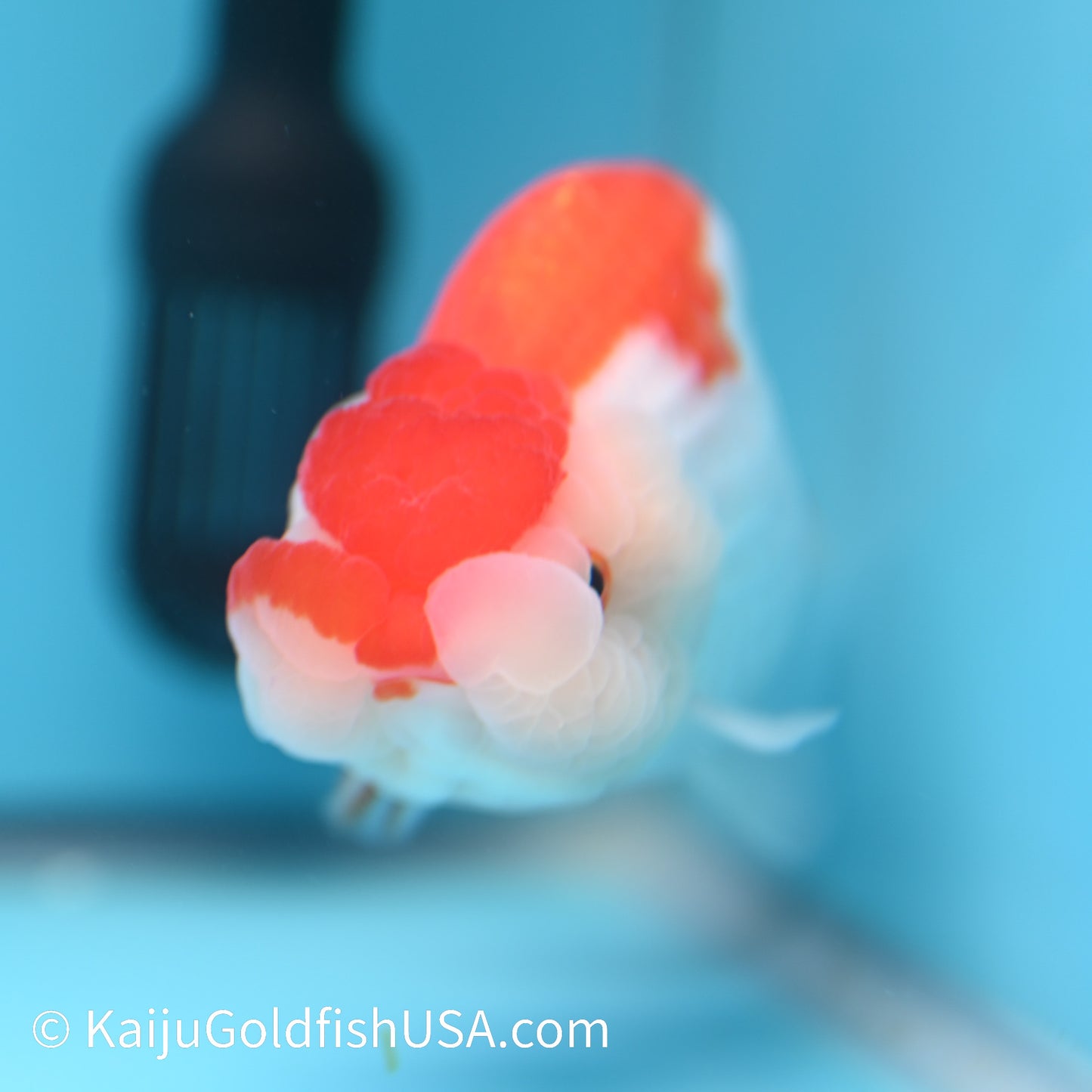 Red White Buffalo Ranchu 4.5 - 5 inches (240322_RC02) - Kaiju Goldfish USA