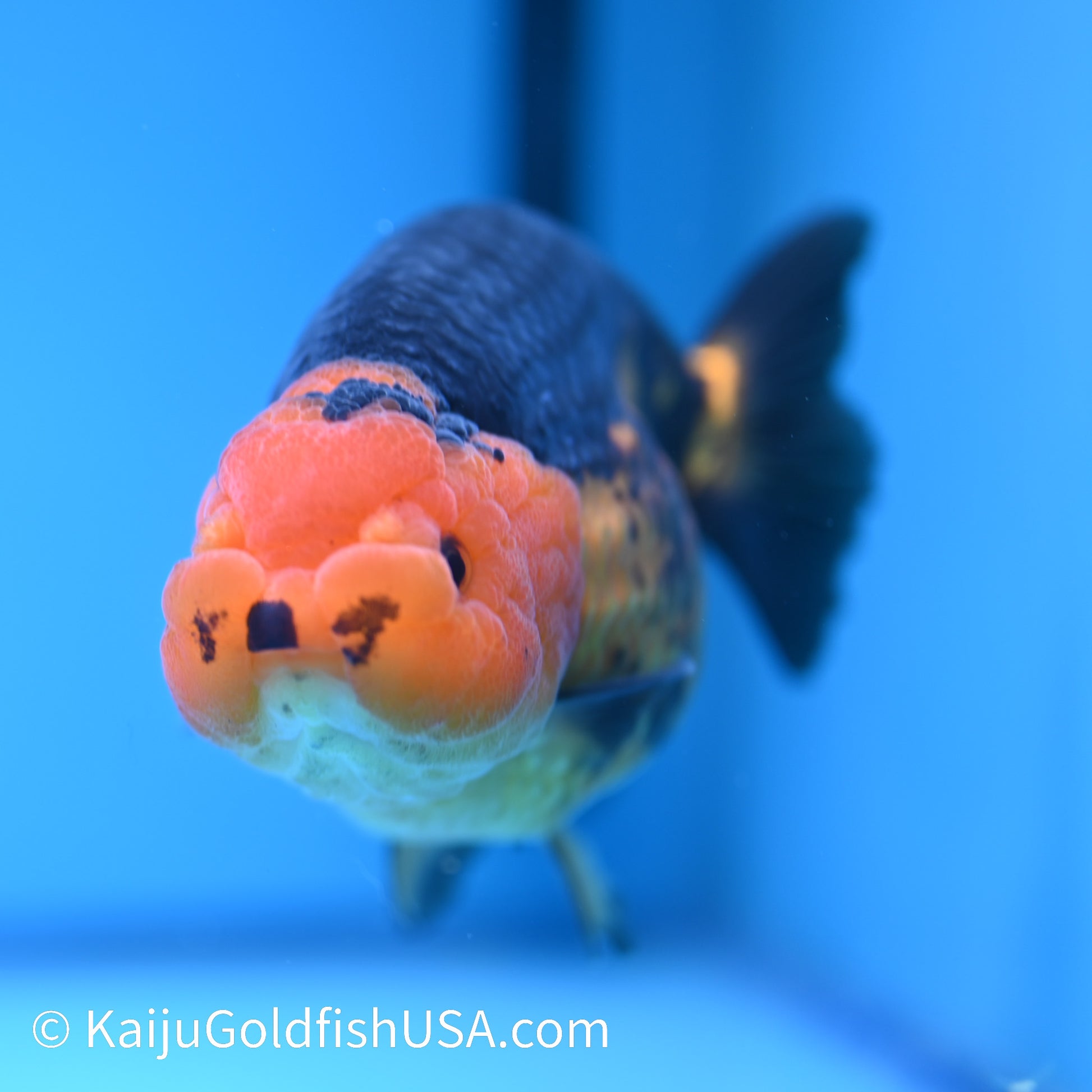 Apache Ranchu 6 inches(240426_RC02) - Kaiju Goldfish USA