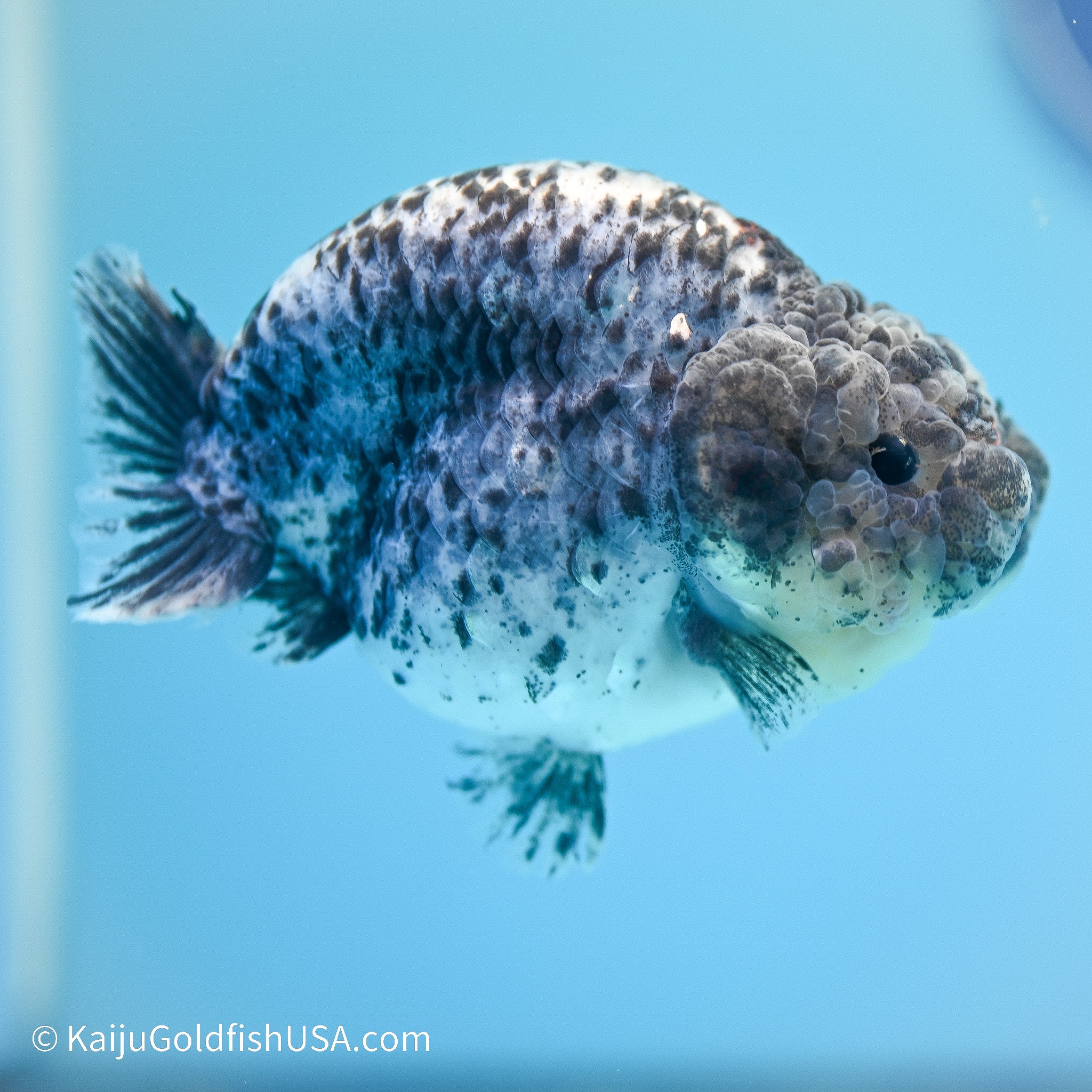 Blue Based Calico Ranchu | Kaiju Goldfish USA