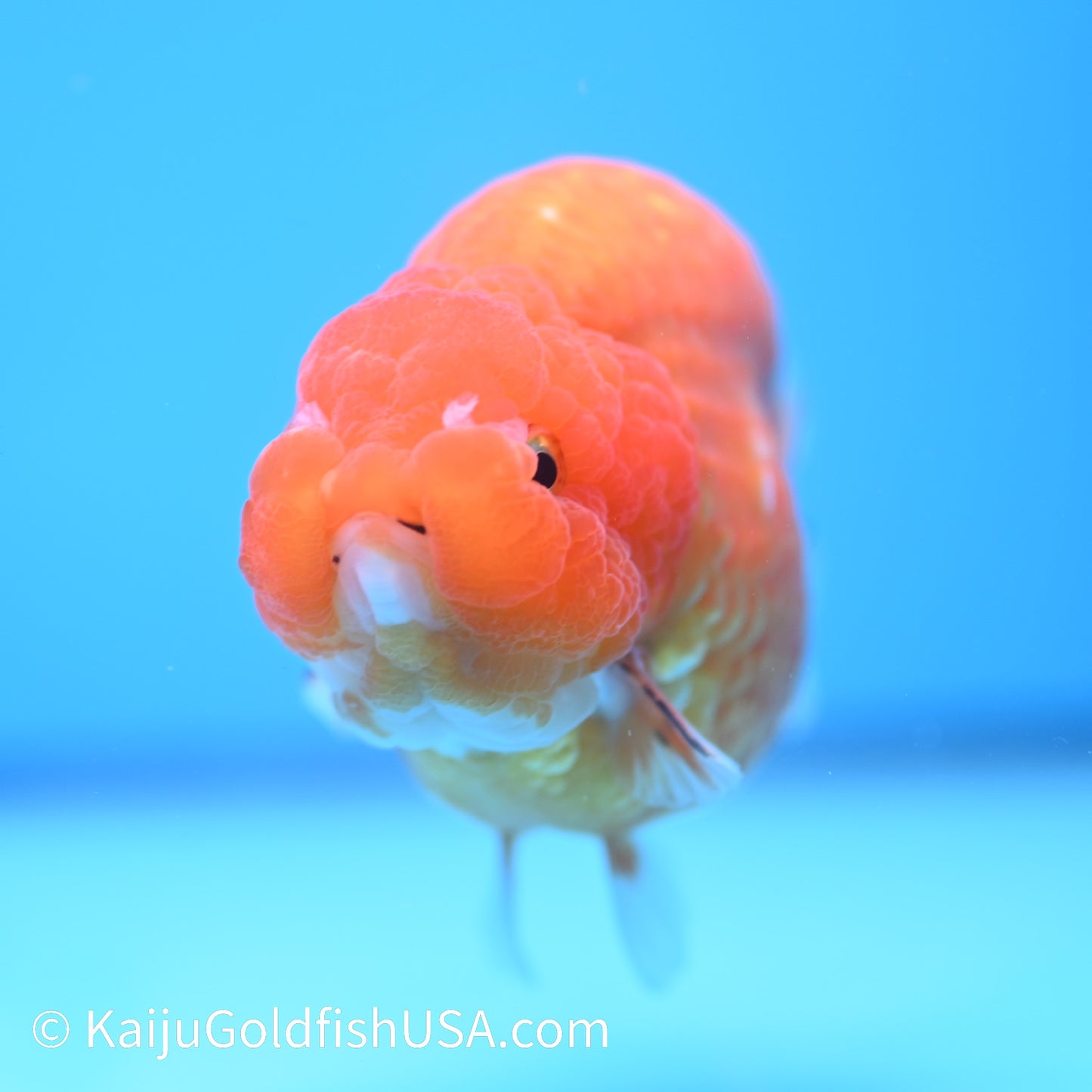 Gold Coin Sakura Ranchu 5 inches(240510_RC02) - Kaiju Goldfish USA