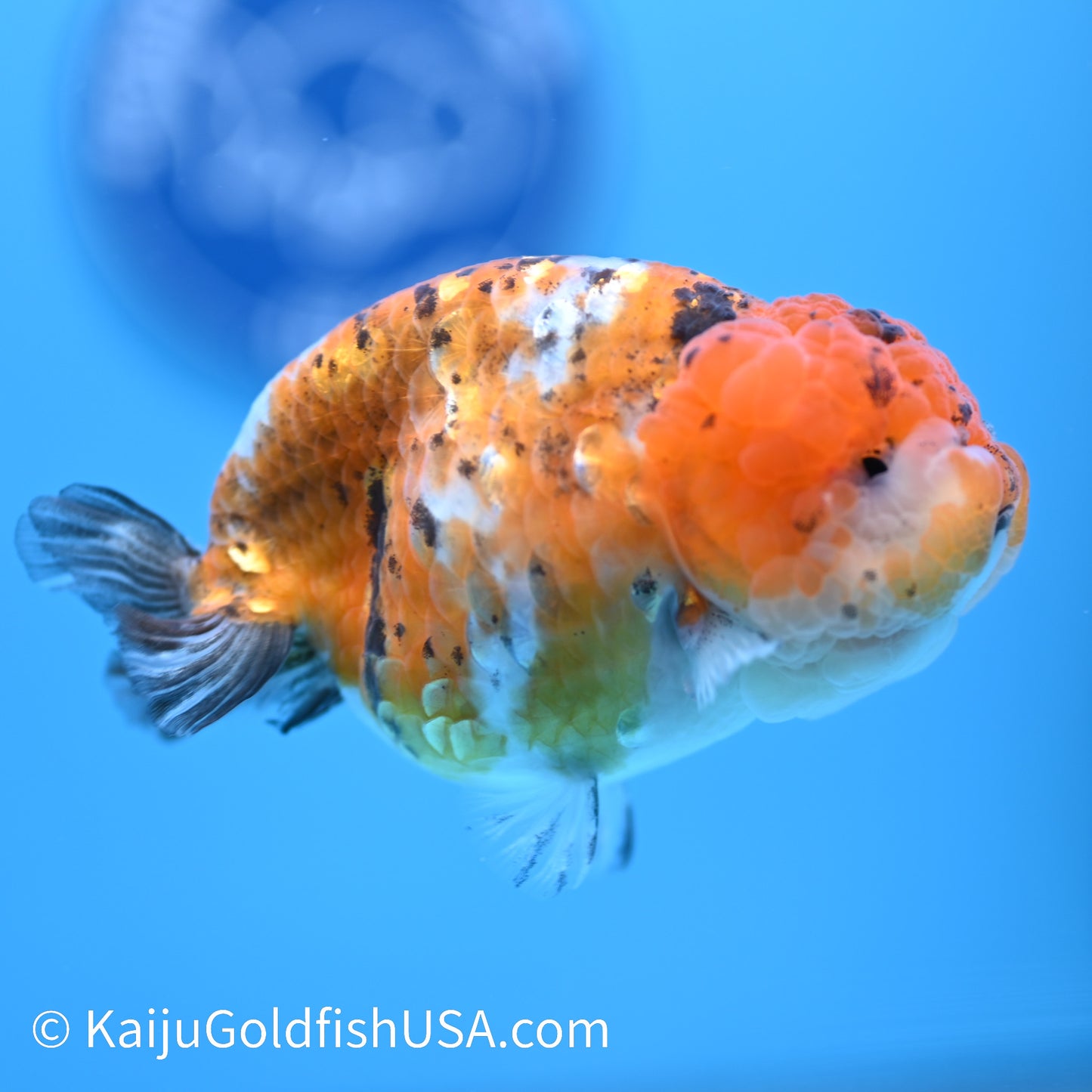 Tiny Tail Calico Lionhead Ranchu 3.5-4 inches (240308_RC02) - Kaiju Goldfish USA