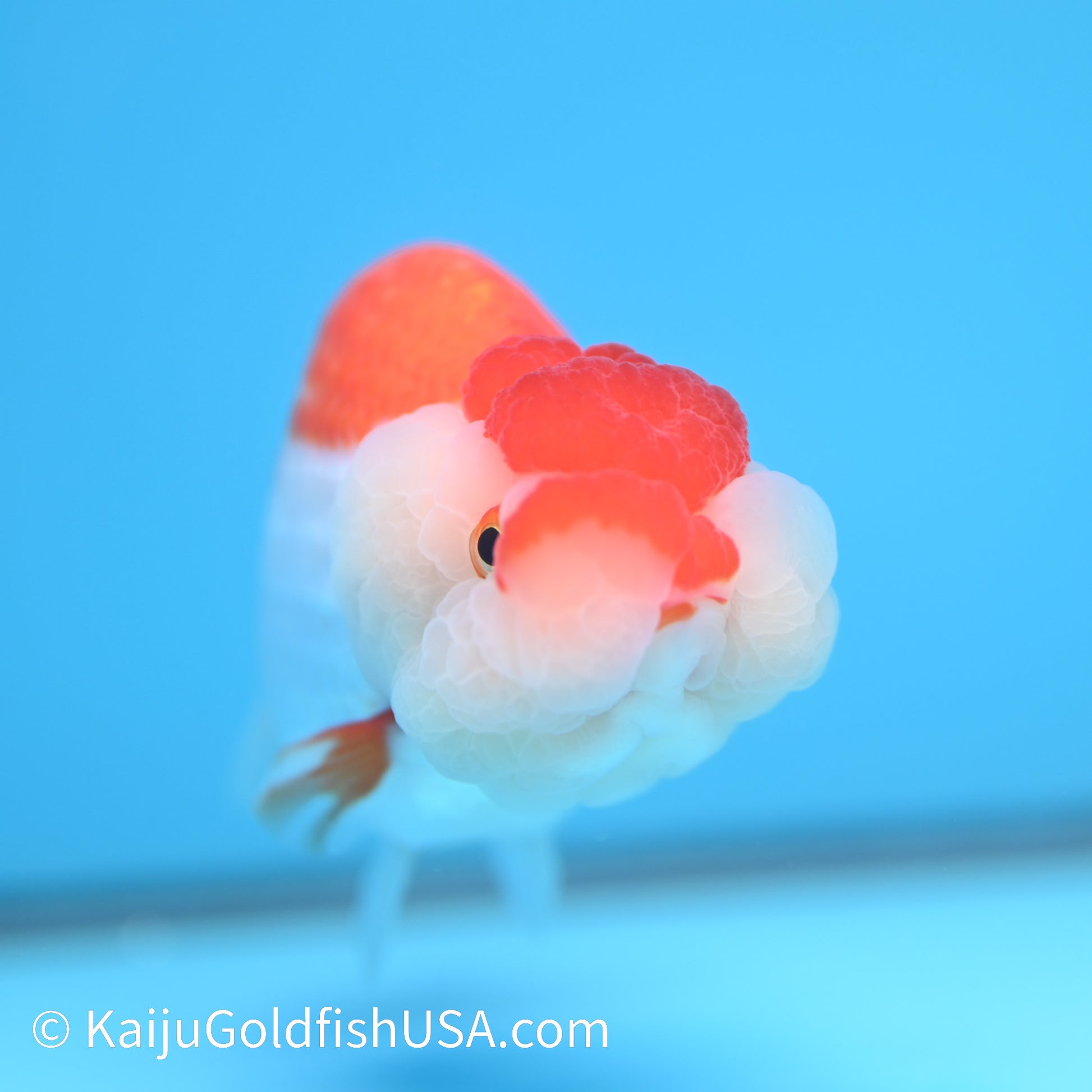 Red White Buffalo Ranchu 4.5 - 5 inches (240322_RC02) - Kaiju Goldfish USA