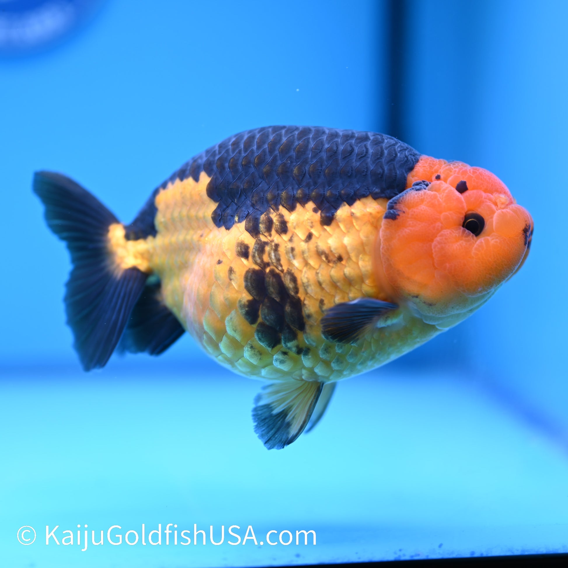 Apache Ranchu Goldfish for Sale | Kaiju Goldfish USA