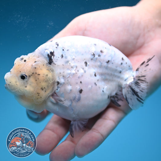 Panda / Cow Ranchu 4 inch Body (250822_RC02)