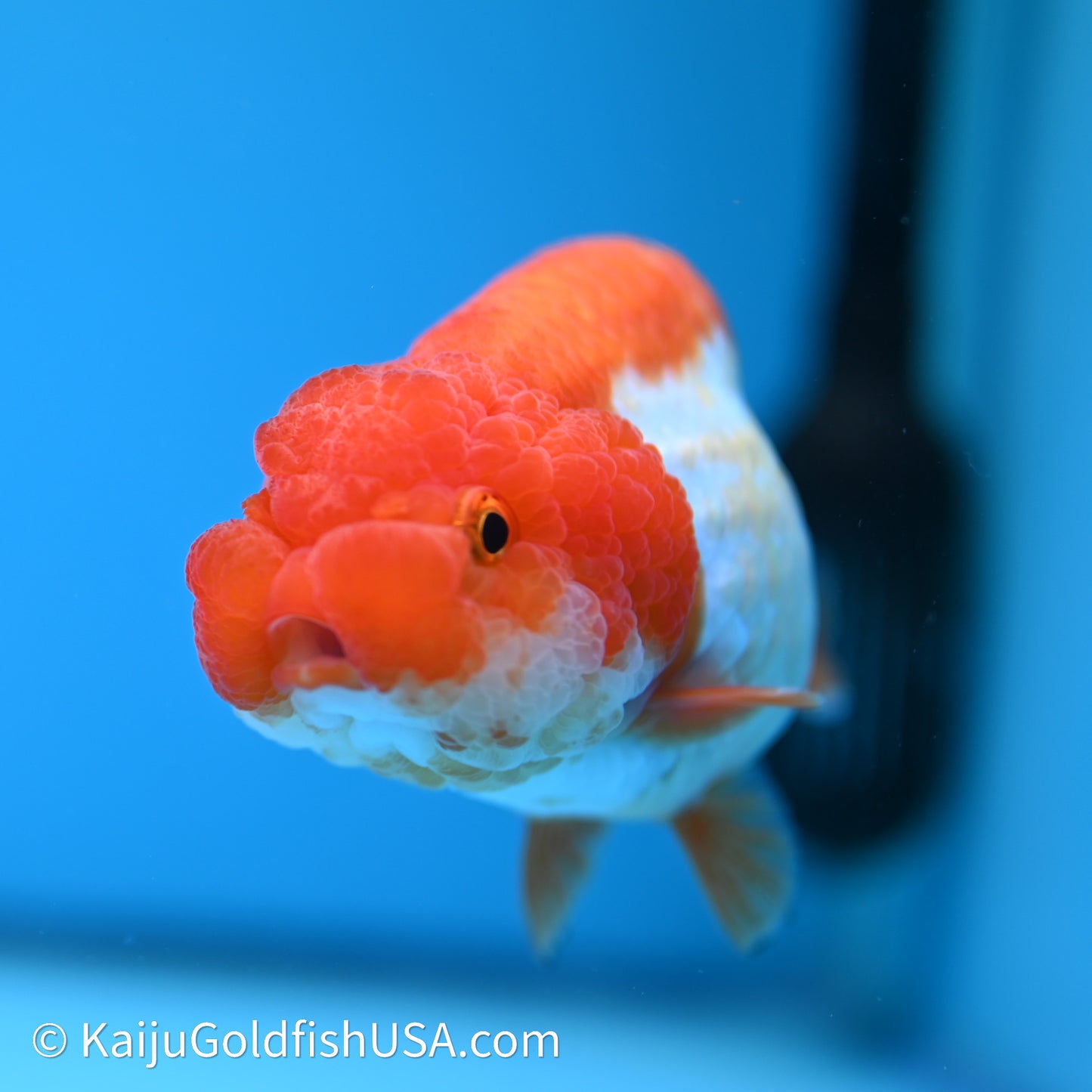 Red White Lionchu 3.75in body (240607_RC02) - Kaiju Goldfish USA