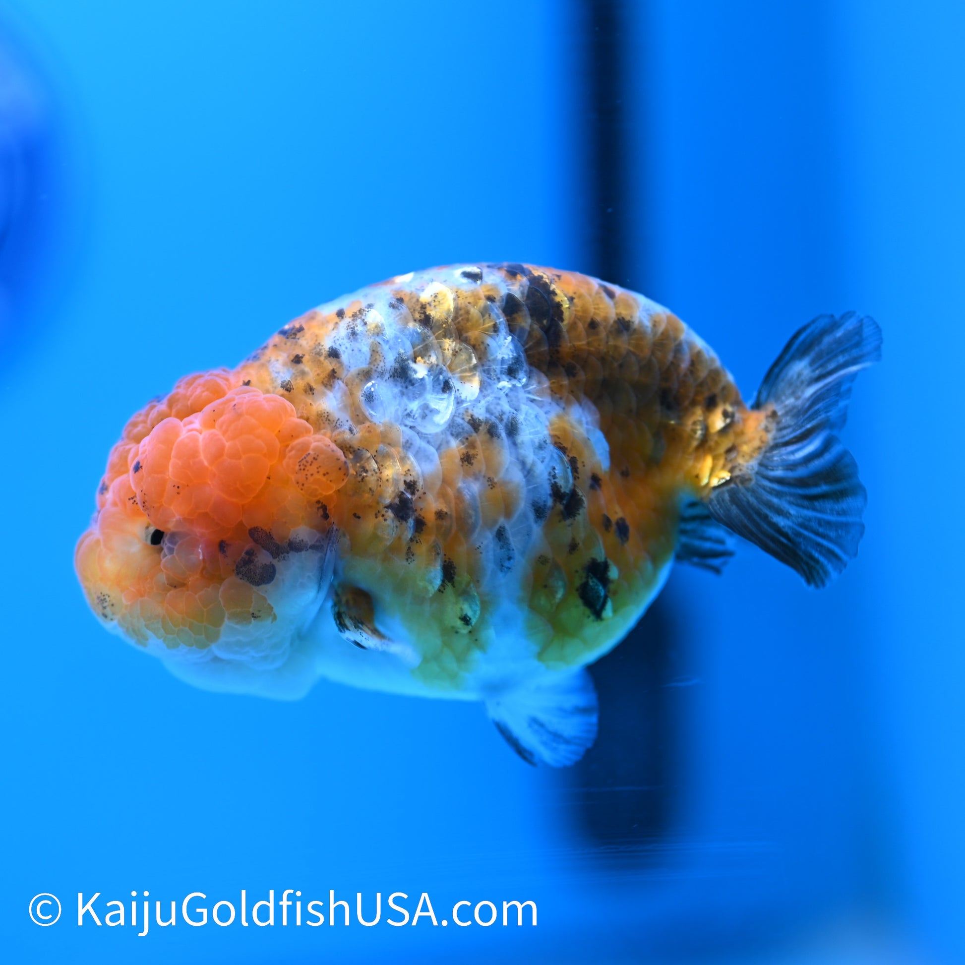 Tiny Tail Calico Lionhead Ranchu 3.5-4 inches (240308_RC02) - Kaiju Goldfish USA