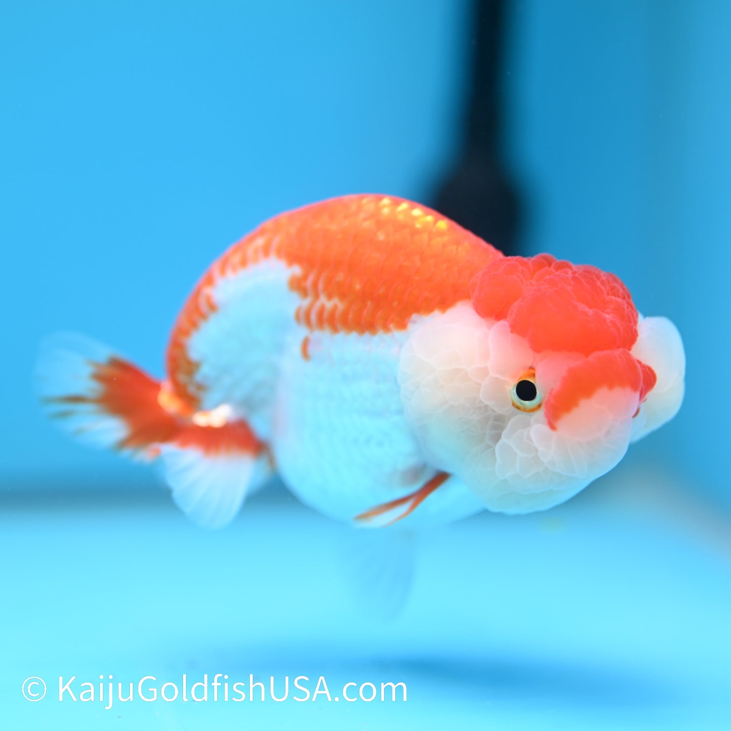 Red White Buffalo Ranchu 4.5 - 5 inches (240322_RC02) - Kaiju Goldfish USA