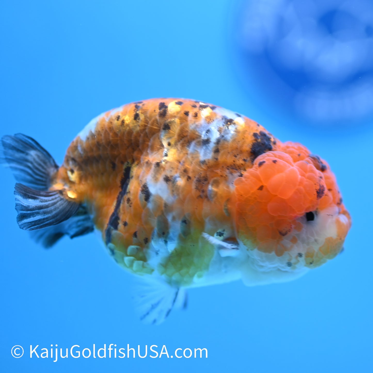 Tiny Tail Calico Lionhead Ranchu 3.5-4 inches (240308_RC02) - Kaiju Goldfish USA