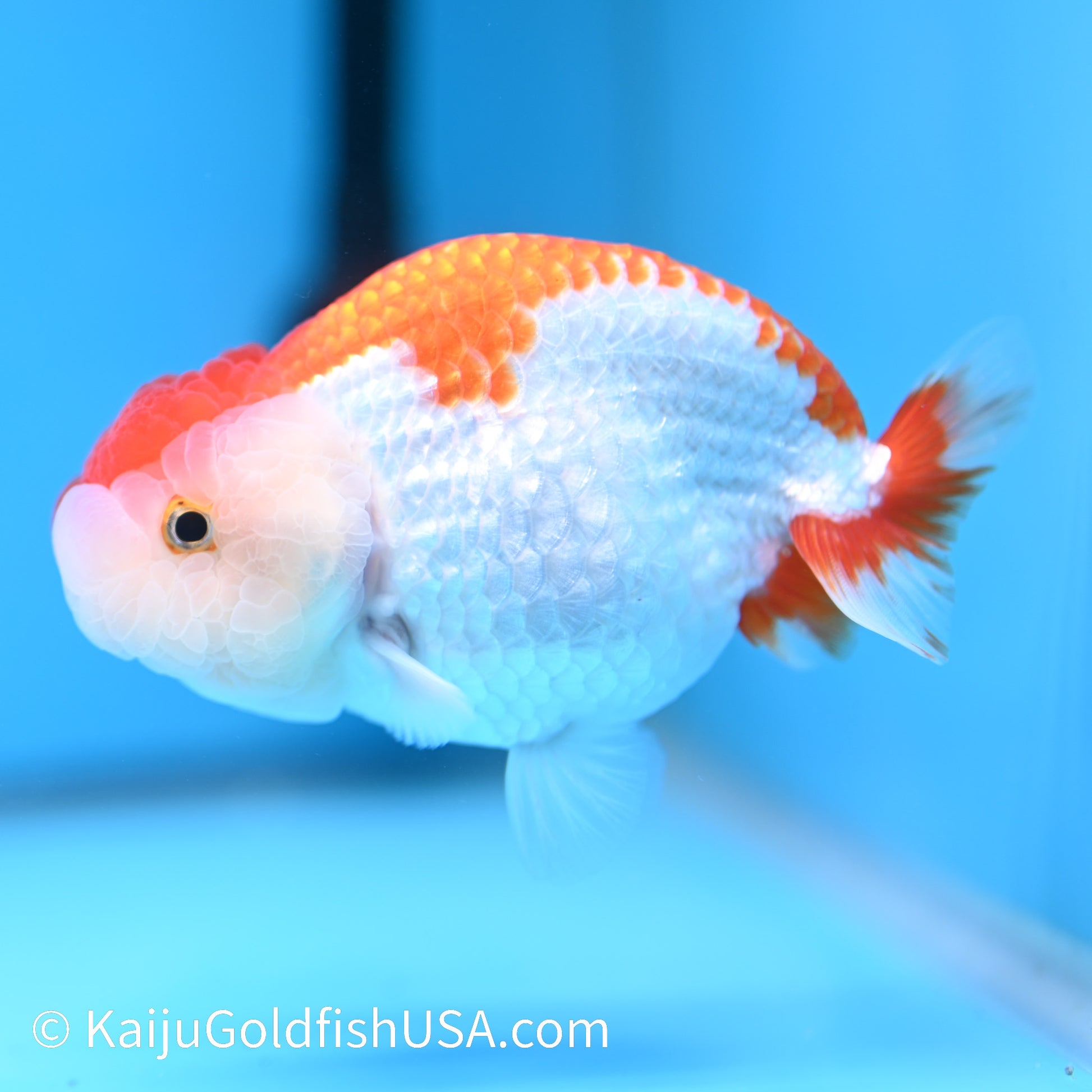 Red White Buffalo Ranchu 4.5 - 5 inches (240322_RC02) - Kaiju Goldfish USA