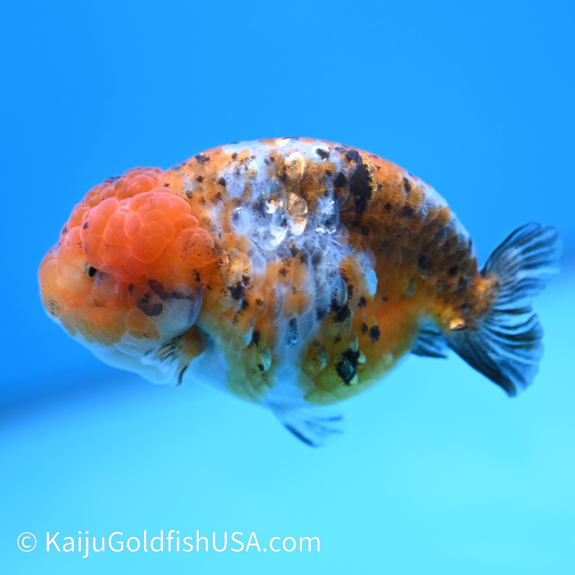 Tiny Tail Calico Lionhead Ranchu 3.5-4 inches (240308_RC02) - Kaiju Goldfish USA