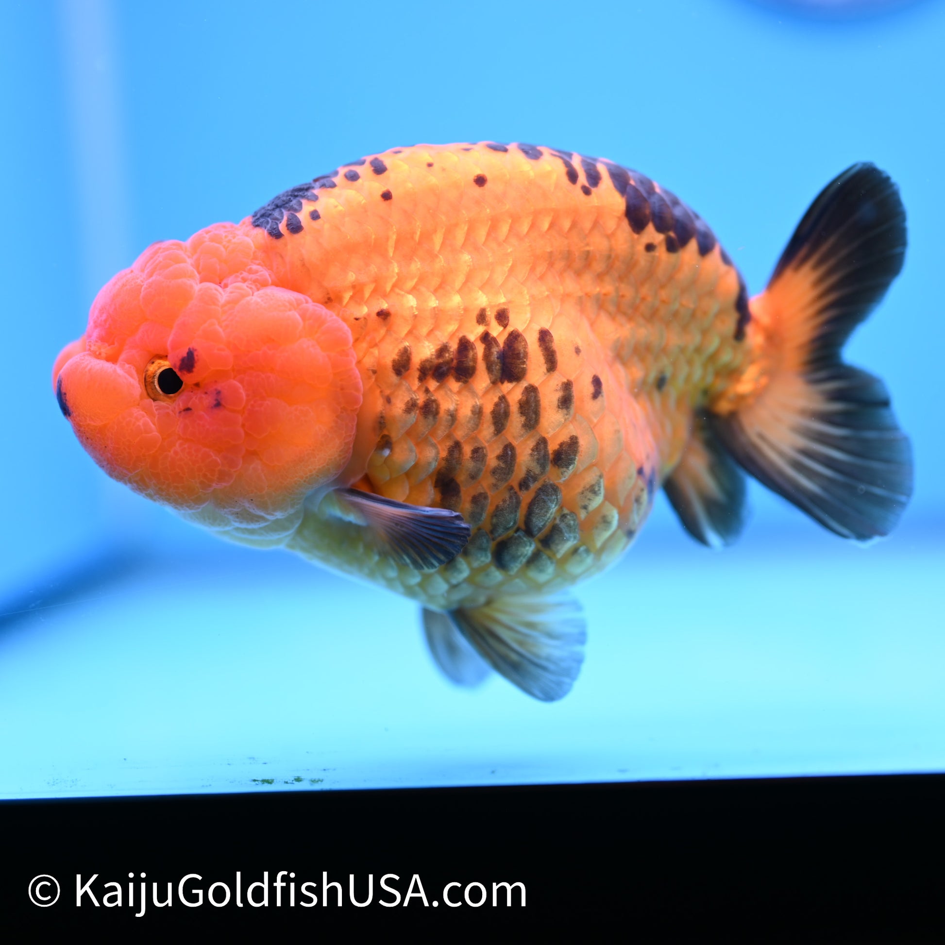 Apache Ranchu 6 inches(240503_RC02) - Kaiju Goldfish USA