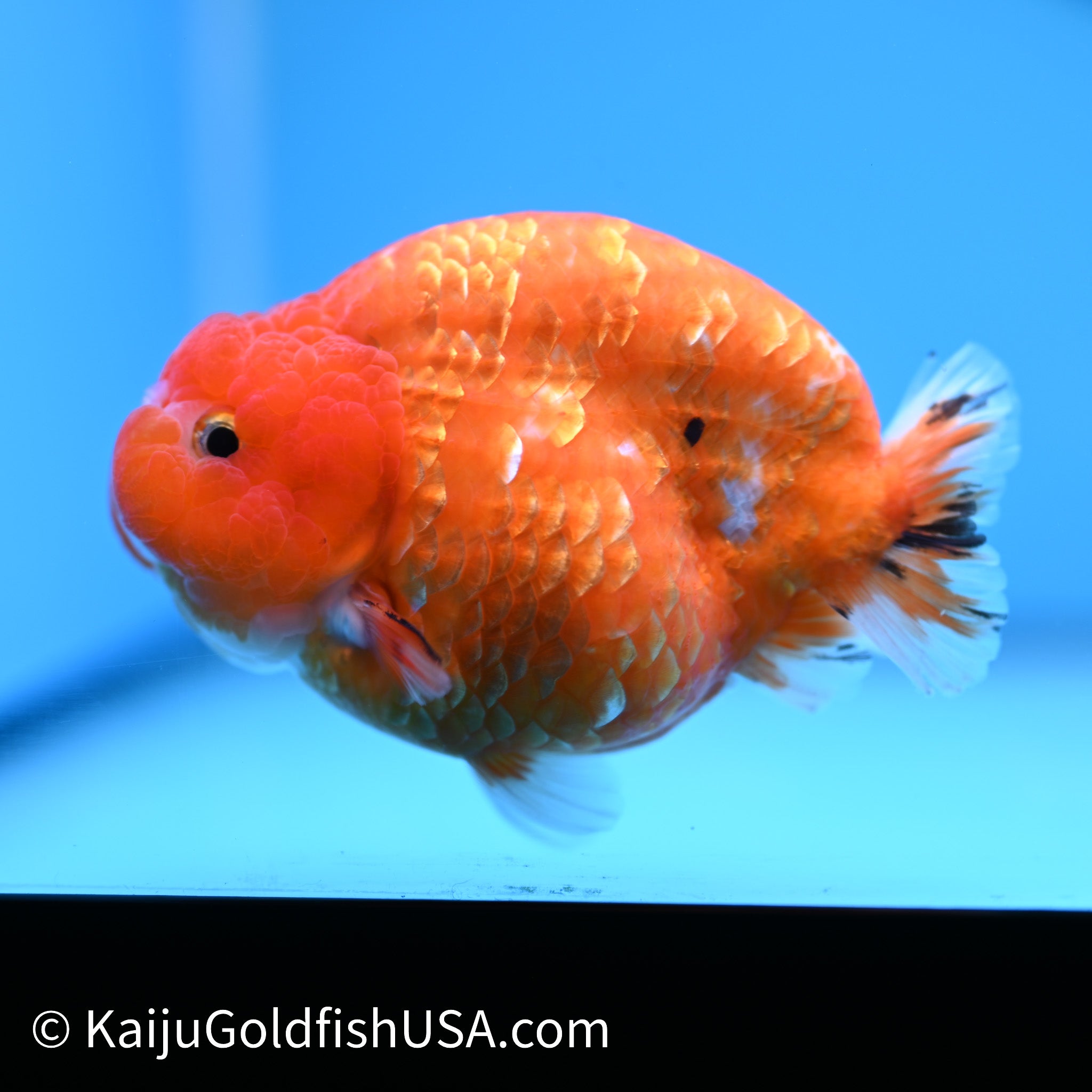 Gold Coin Sakura Ranchu | Kaiju Goldfish USA