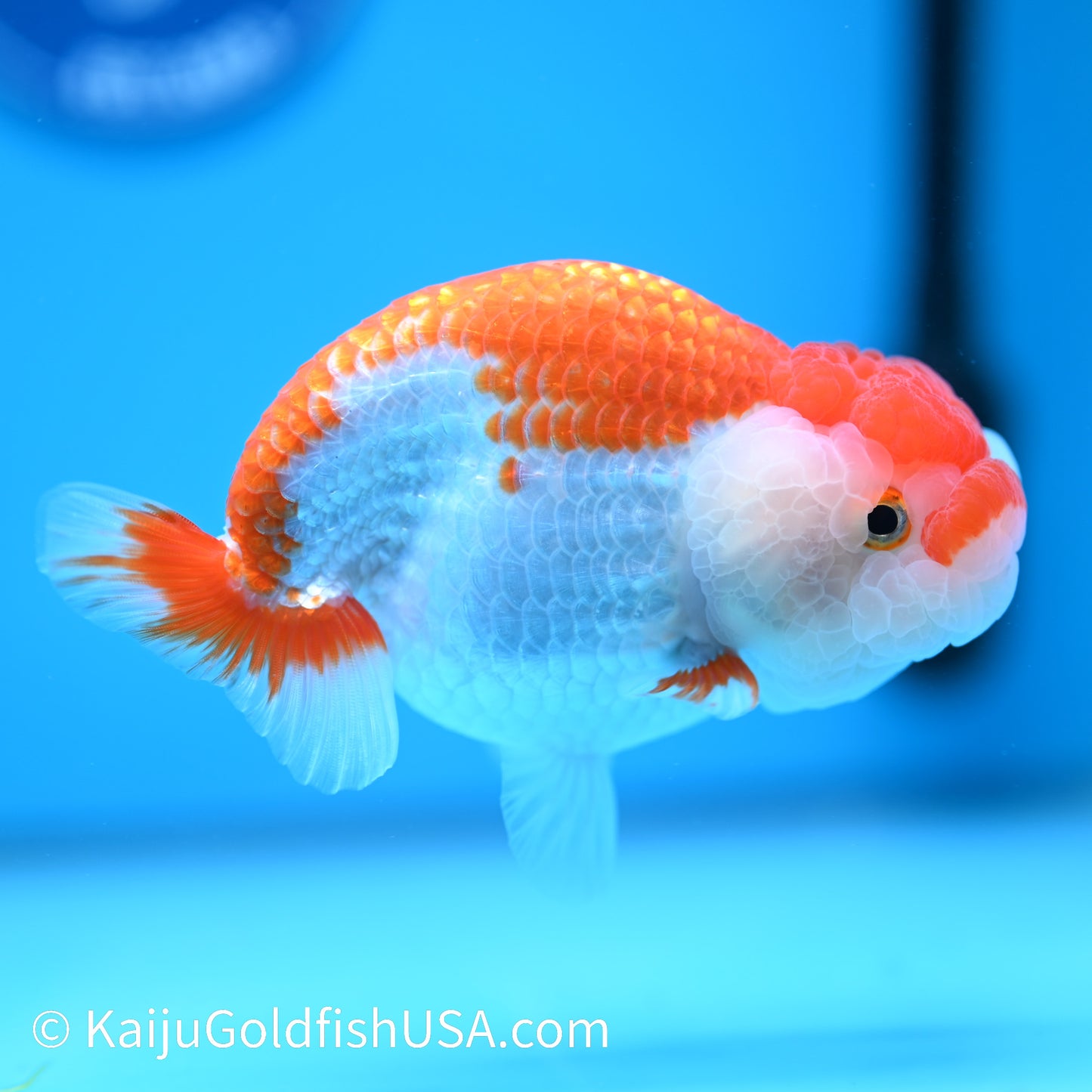 Red White Buffalo Ranchu 4.5 - 5 inches (240322_RC02) - Kaiju Goldfish USA