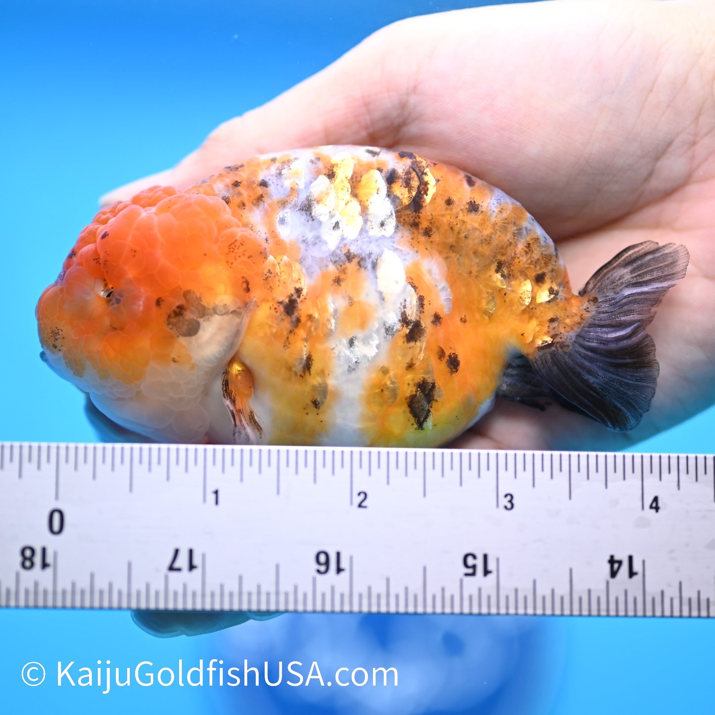 Tiny Tail Calico Lionhead Ranchu 3.5-4 inches (240308_RC02) - Kaiju Goldfish USA