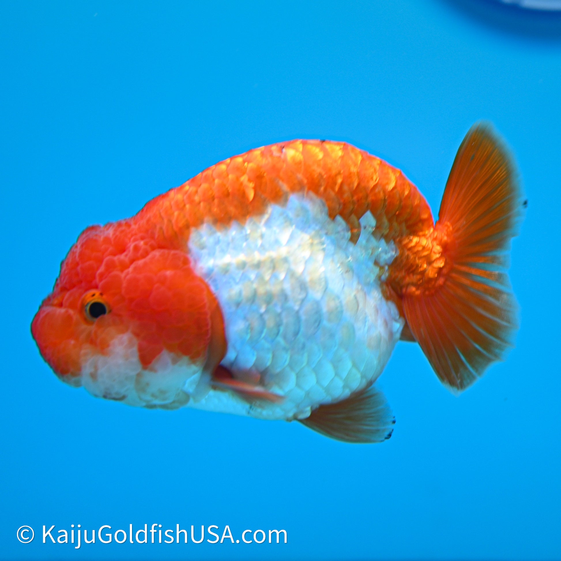 Red White Lionchu 3.75in body (240607_RC02) - Kaiju Goldfish USA