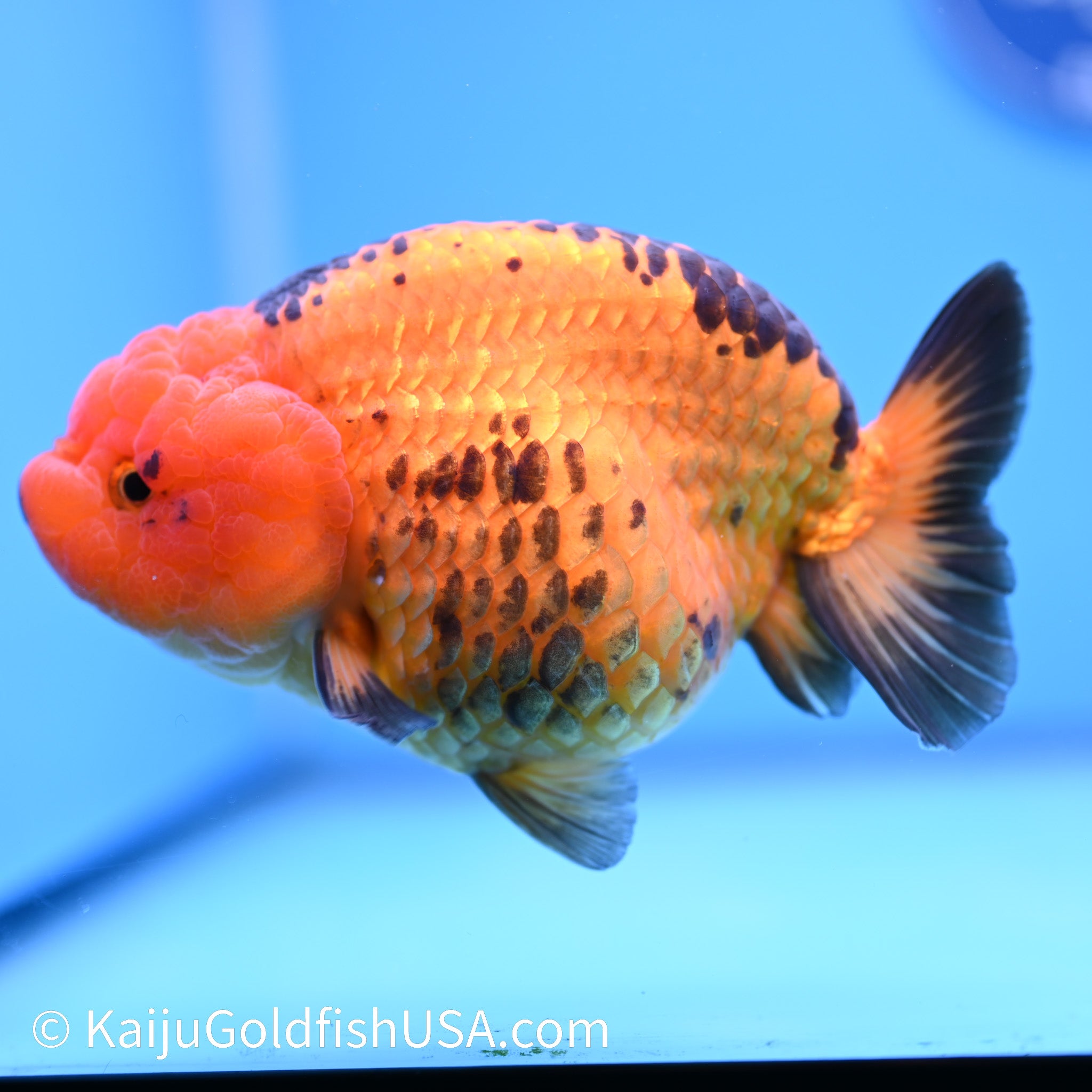 Clearance Sale – Kaiju Goldfish USA
