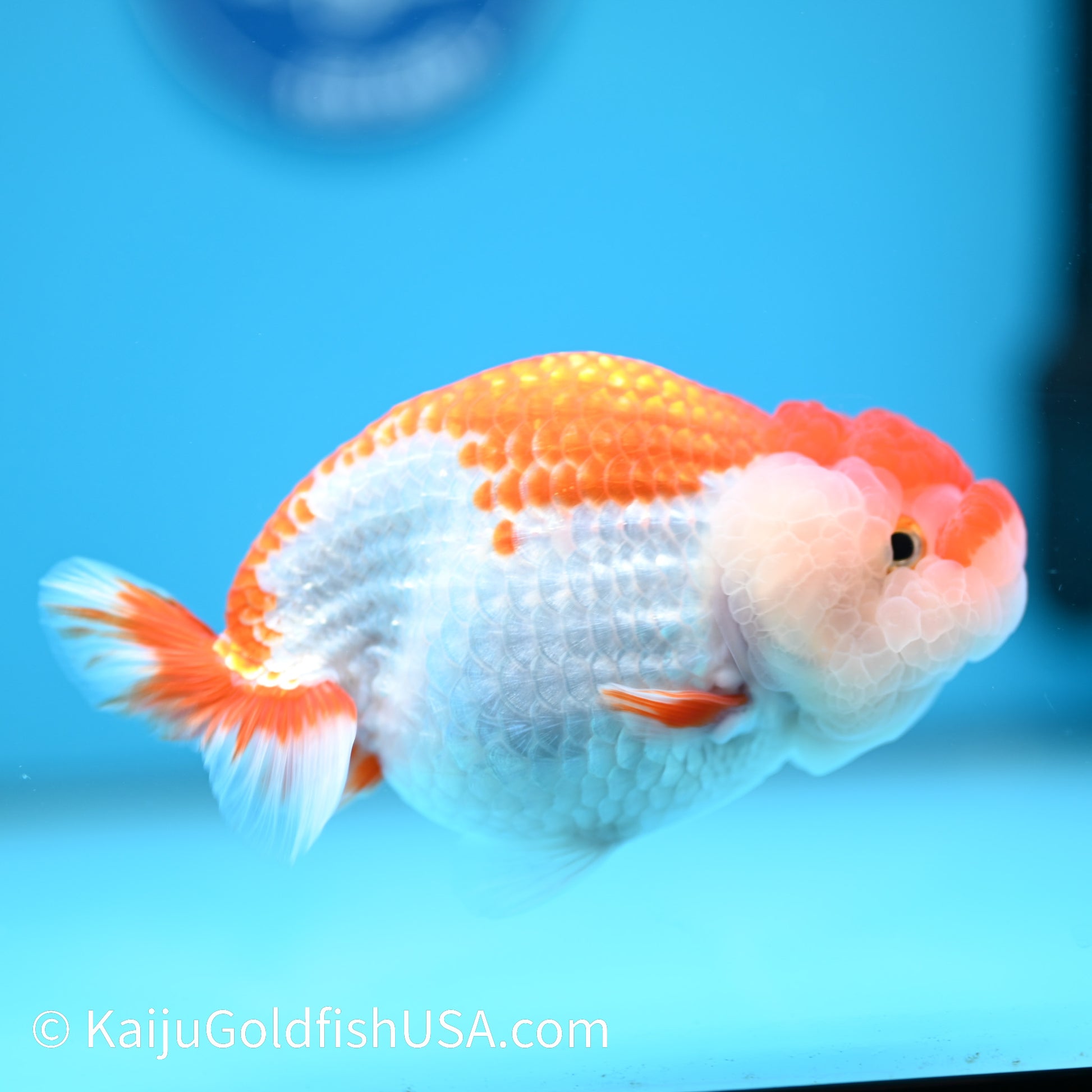 Red White Buffalo Ranchu 4.5 - 5 inches (240322_RC02) - Kaiju Goldfish USA