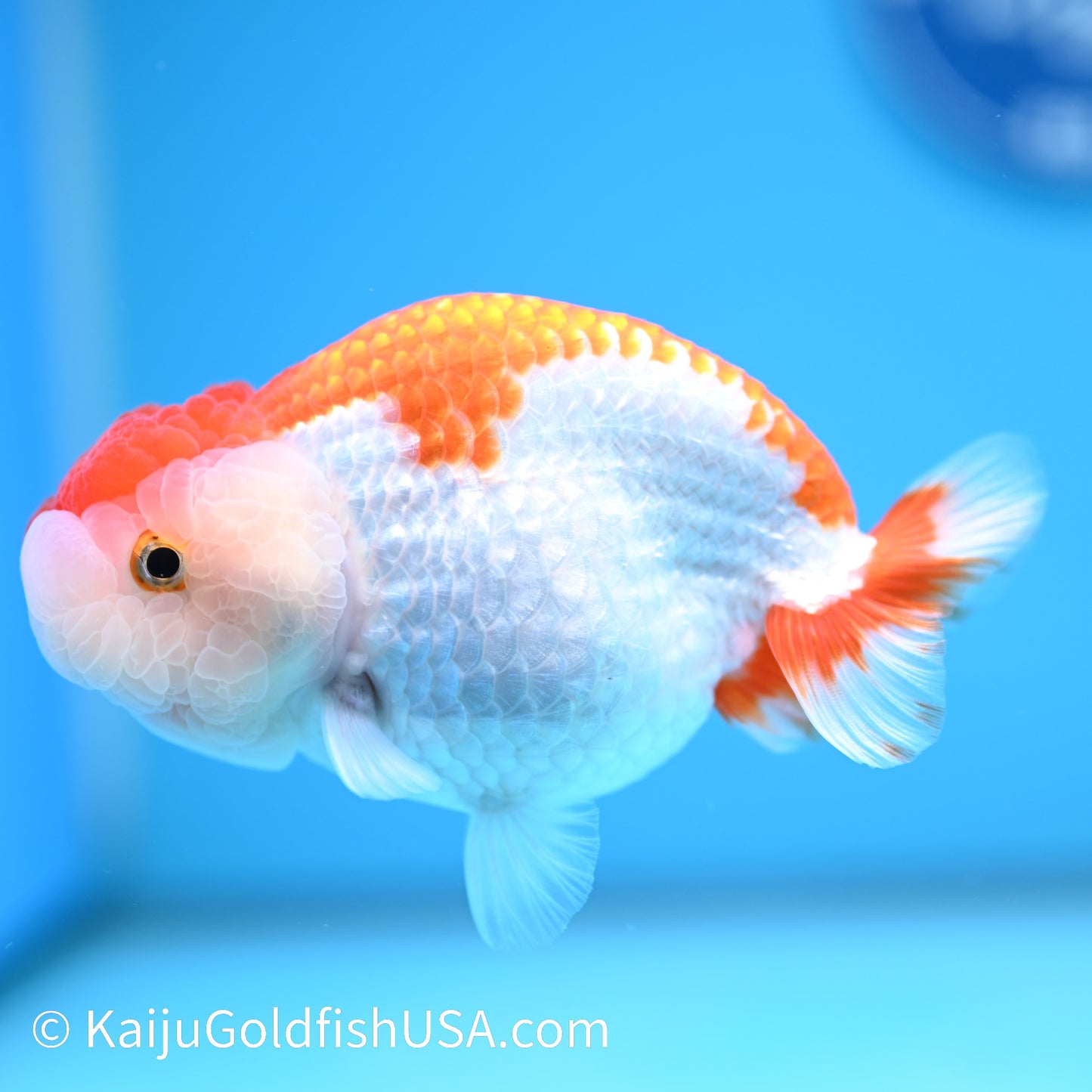 Red White Buffalo Ranchu 4.5 - 5 inches (240322_RC02) - Kaiju Goldfish USA