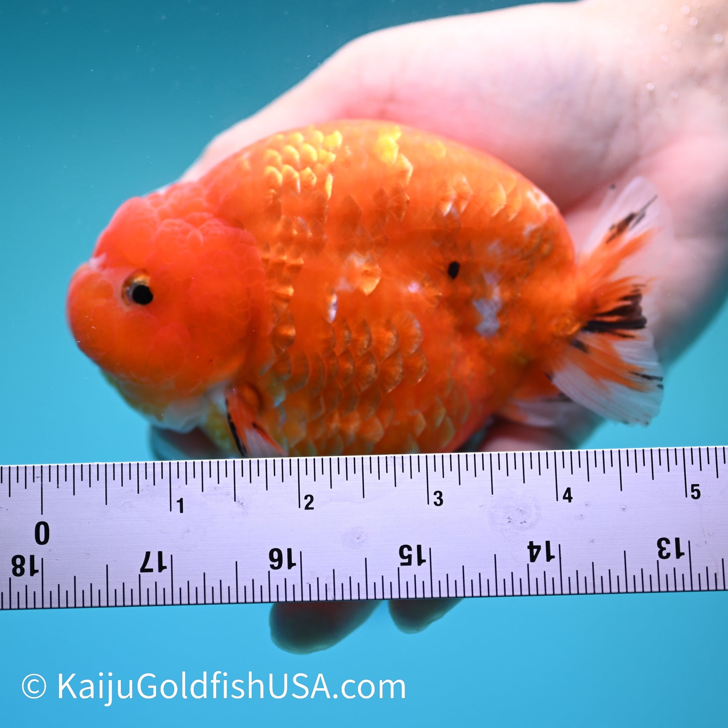 Gold Coin Sakura Ranchu 5 inches(240510_RC02) - Kaiju Goldfish USA