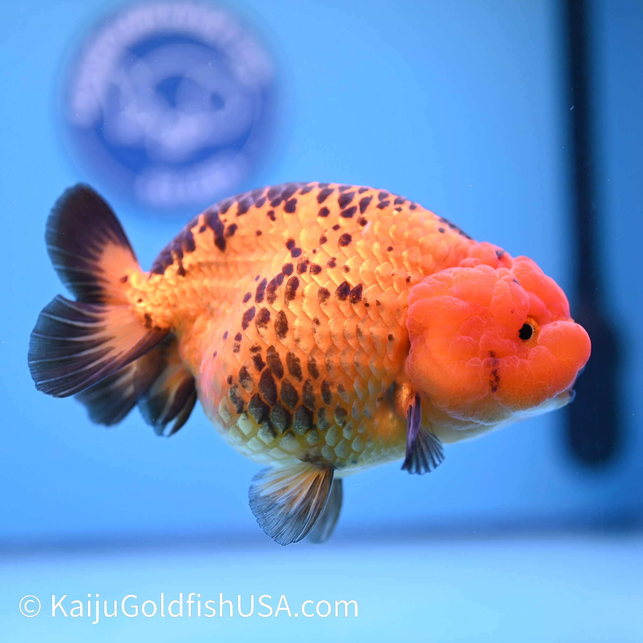 Apache Ranchu Goldfish for Sale | Kaiju Goldfish USA