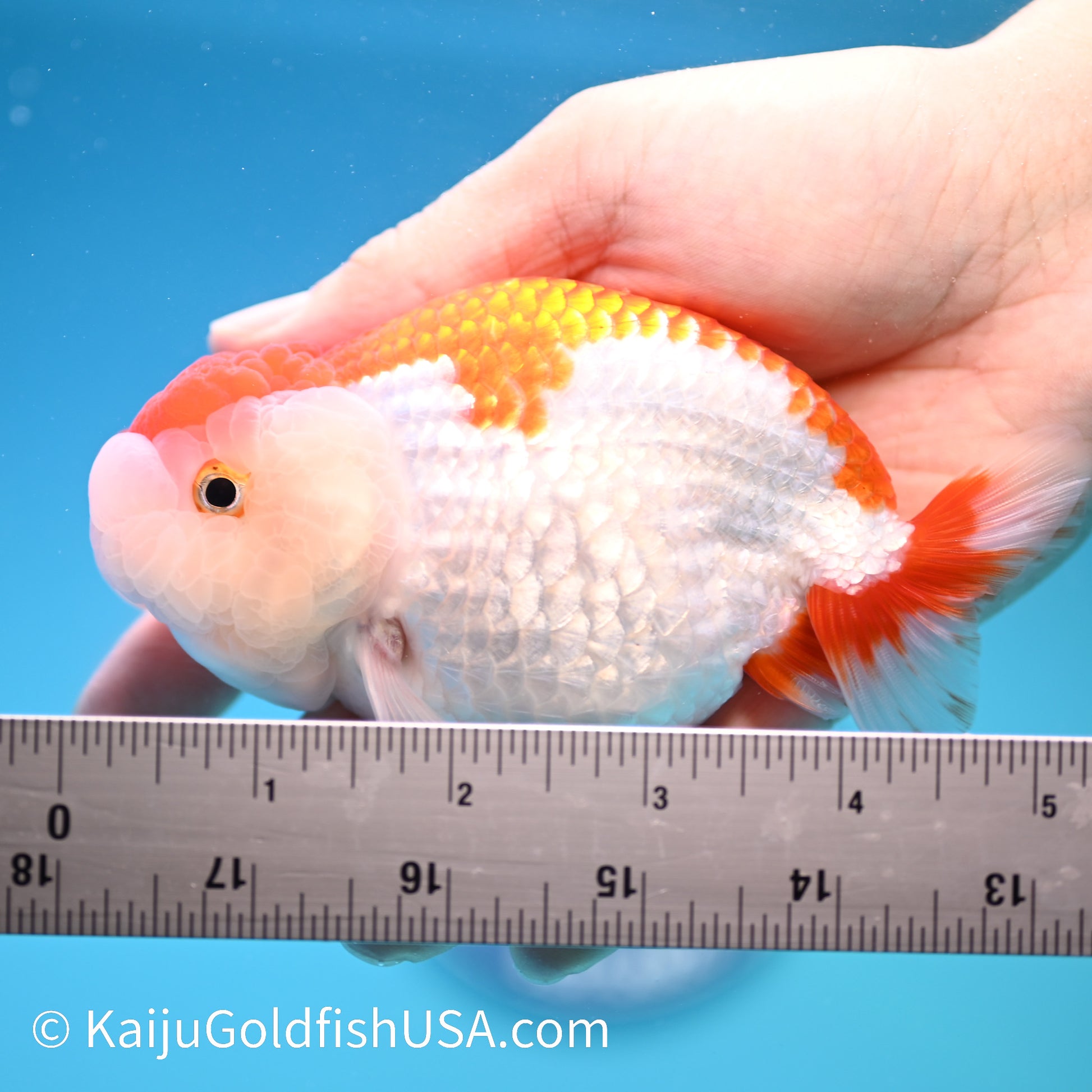 Red White Buffalo Ranchu 4.5 - 5 inches (240322_RC02) - Kaiju Goldfish USA