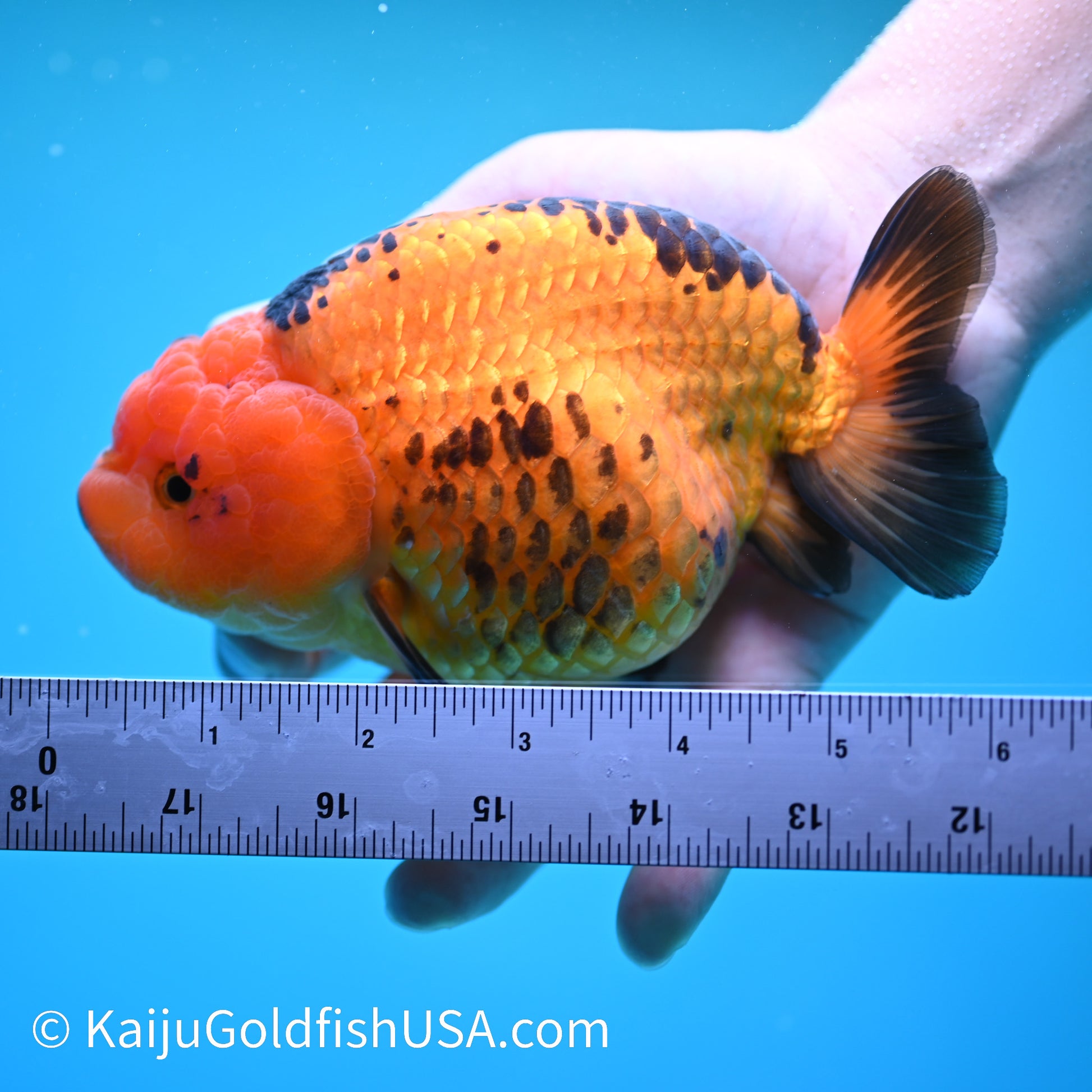 Apache Ranchu 6 inches(240503_RC02) - Kaiju Goldfish USA