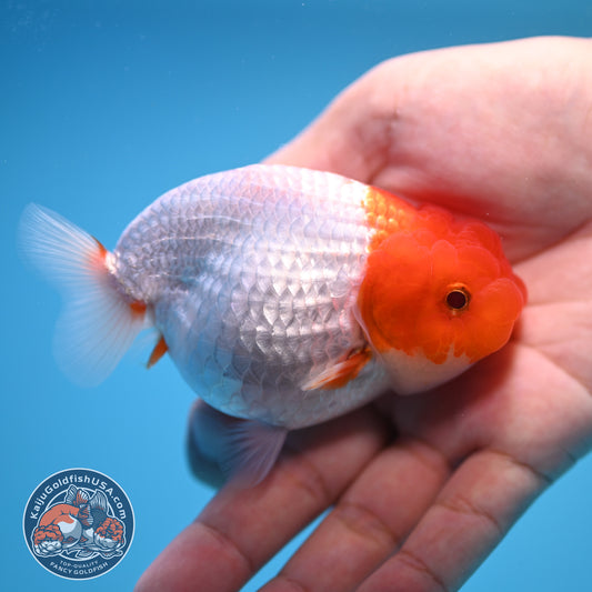 Red White Buffalo Ranchu 3.5 inch Body (250815_RC02)