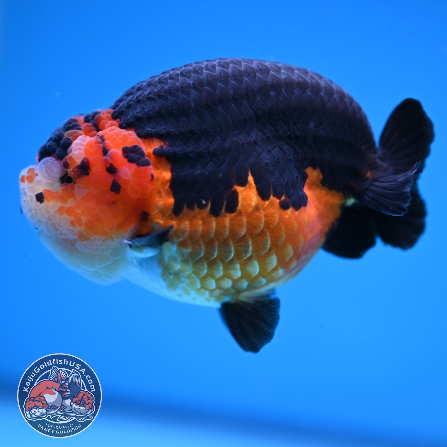 Oranda inch Body (250812_OR07)