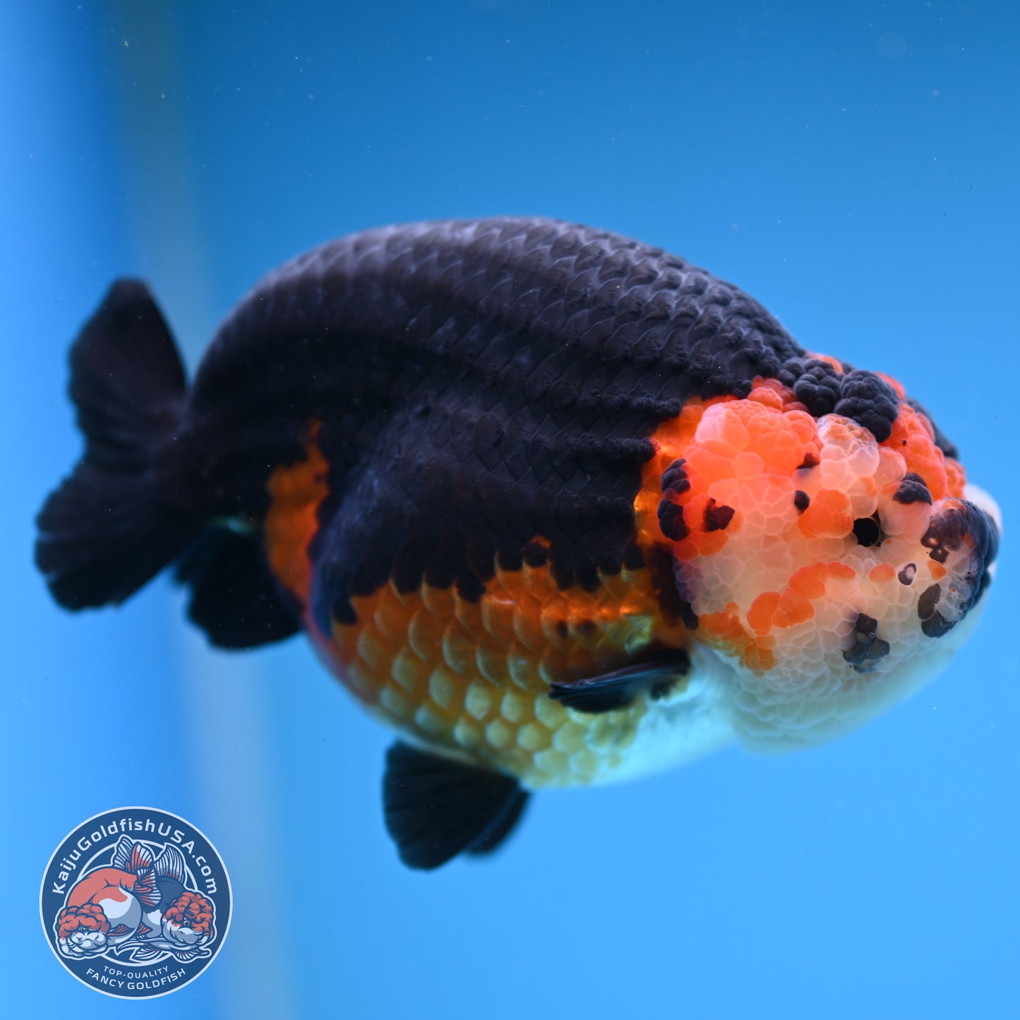 Oranda inch Body (250812_OR07)