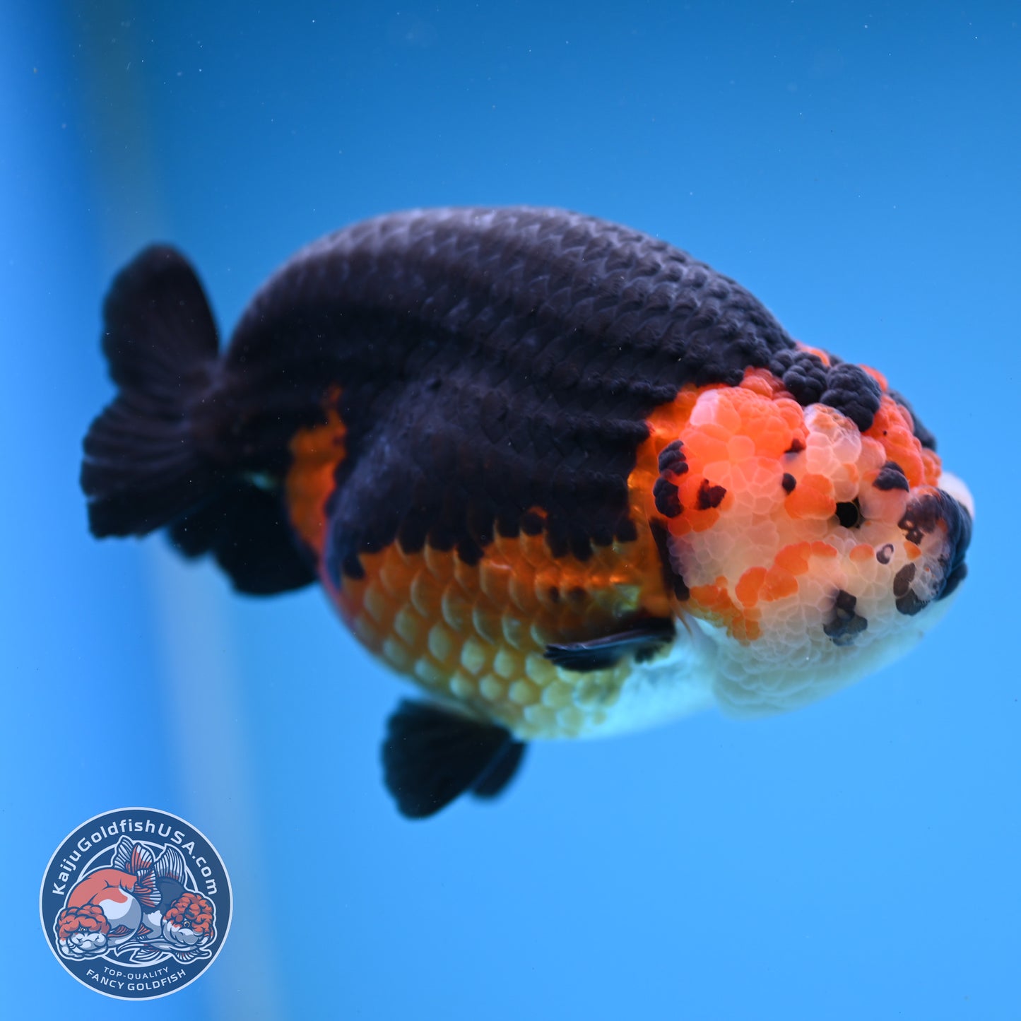 Oranda inch Body (250812_OR07)