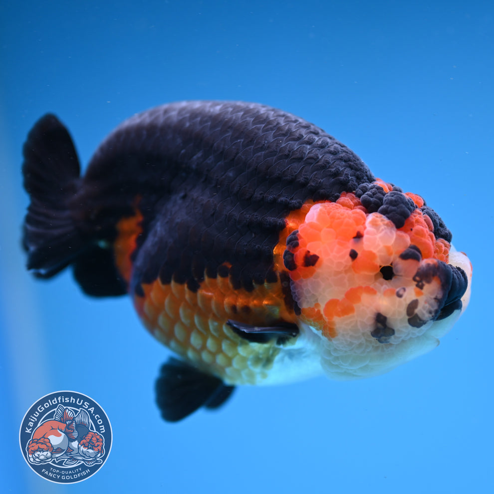 Apache Ranchu Goldfish for Sale | Kaiju Goldfish USA