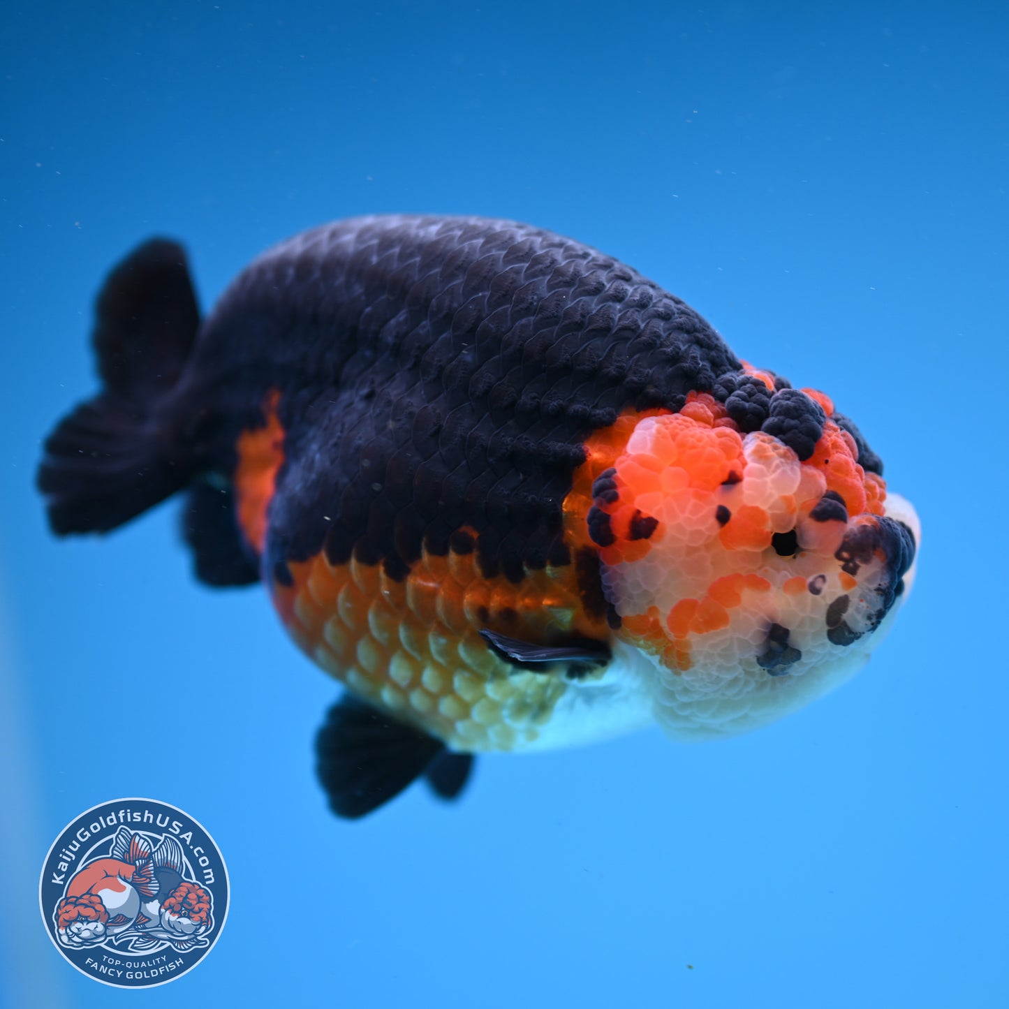 Oranda inch Body (250812_OR07)