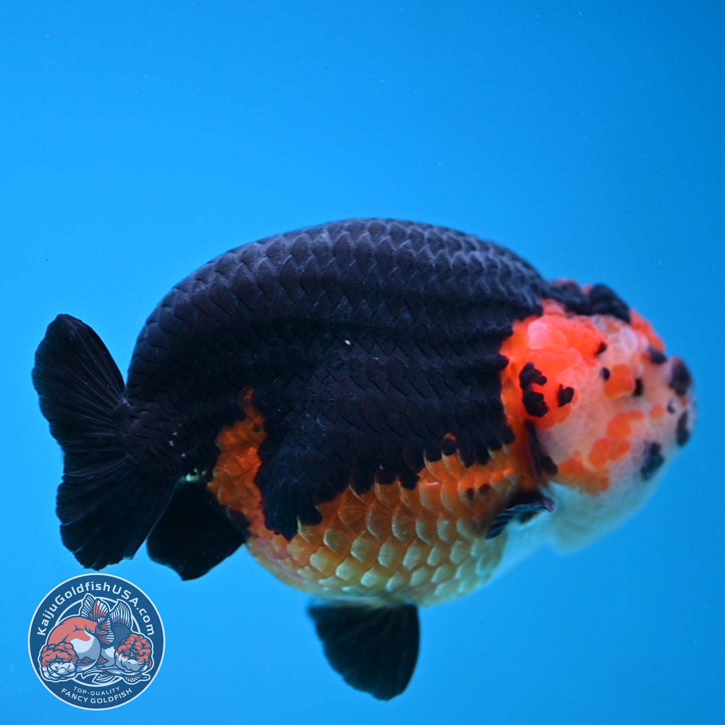 Oranda inch Body (250812_OR07)