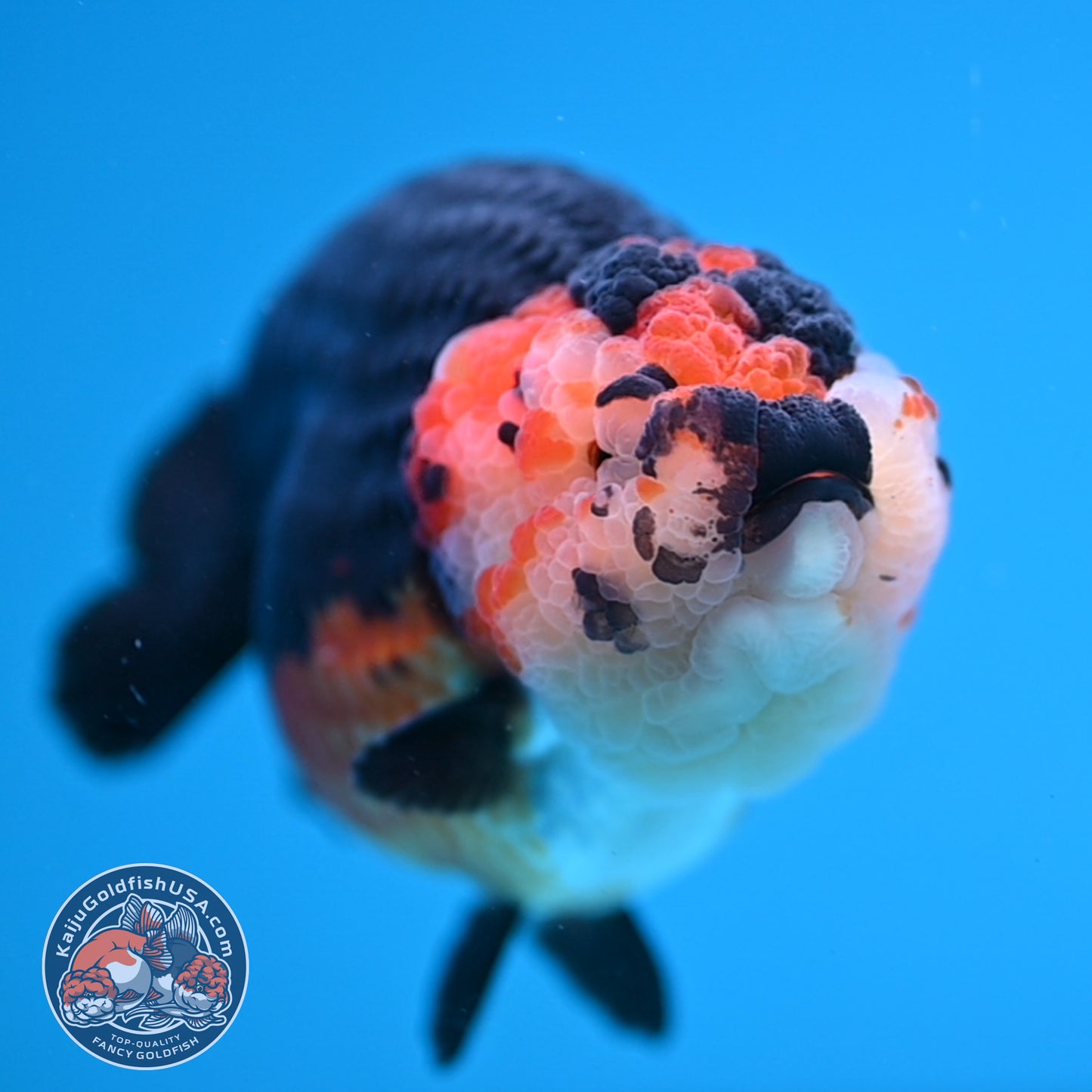 Oranda inch Body (250812_OR07)