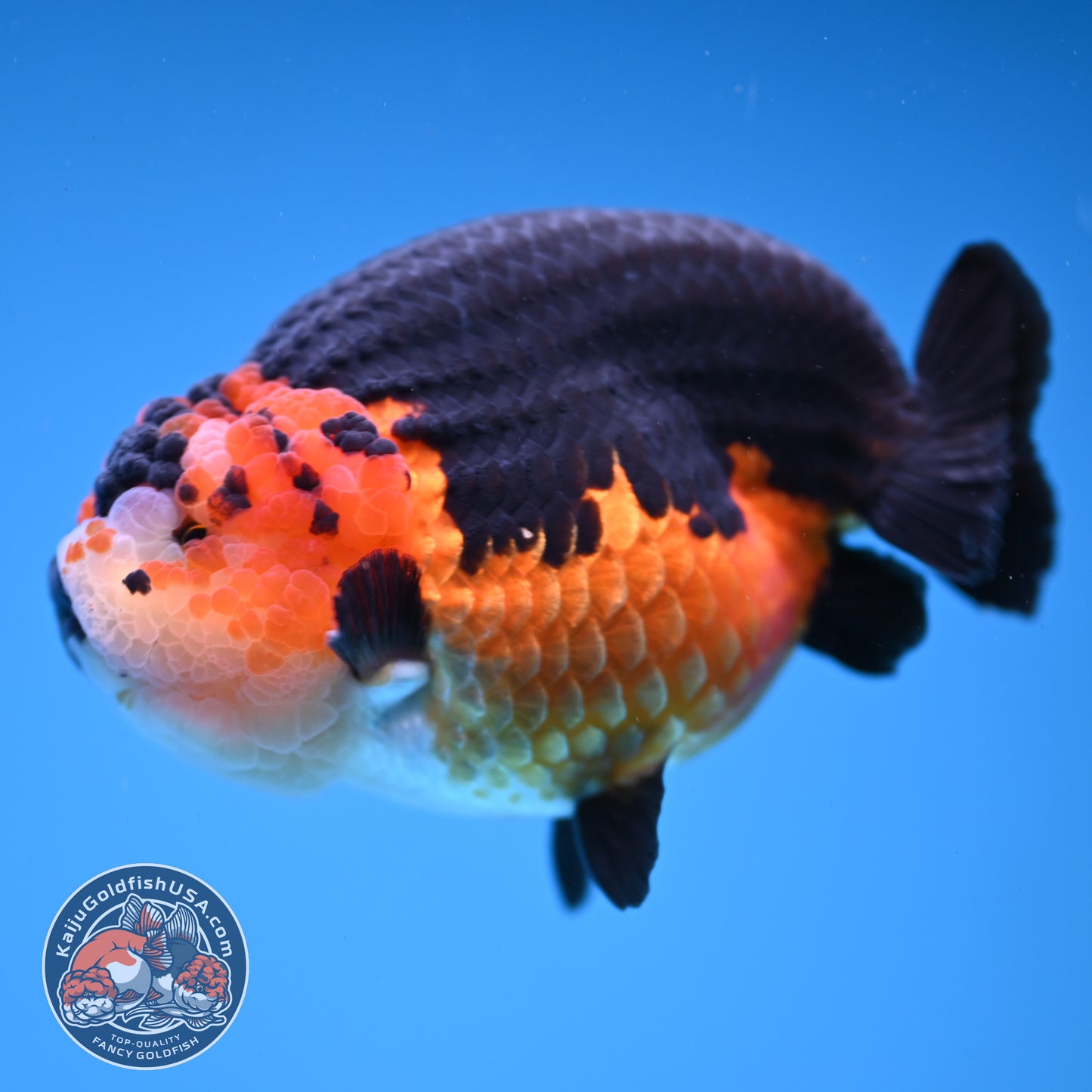 Oranda inch Body (250812_OR07)