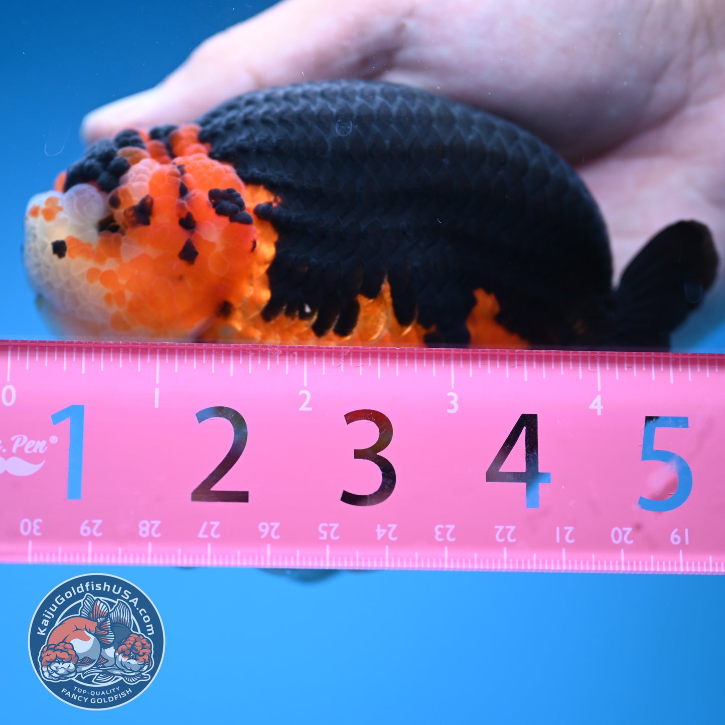 Oranda inch Body (250812_OR07)