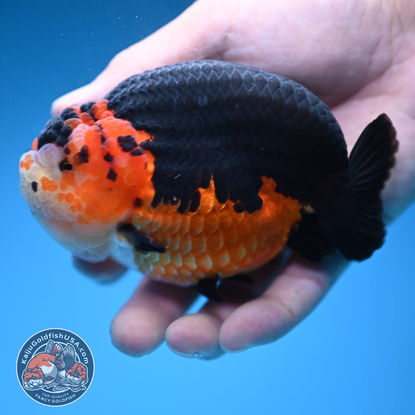 Oranda inch Body (250812_OR07)