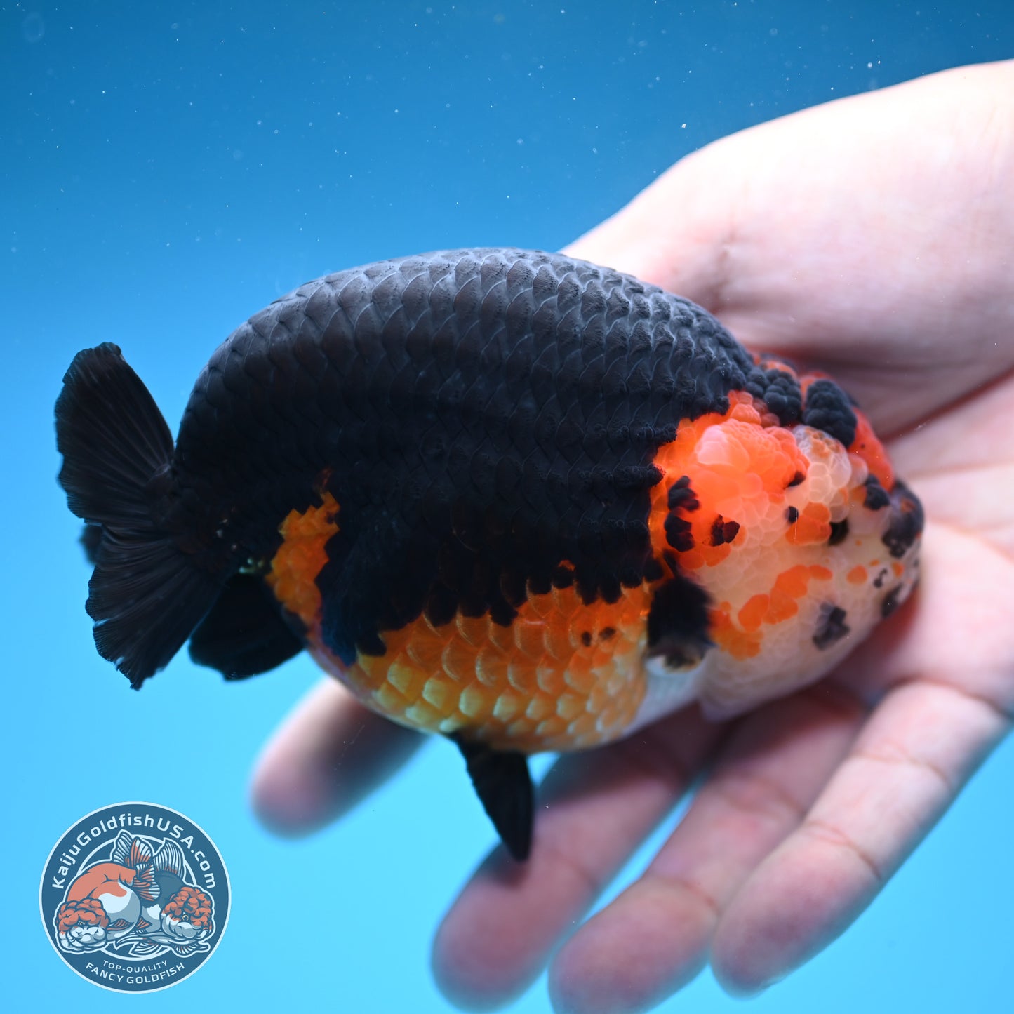 Oranda inch Body (250812_OR07)
