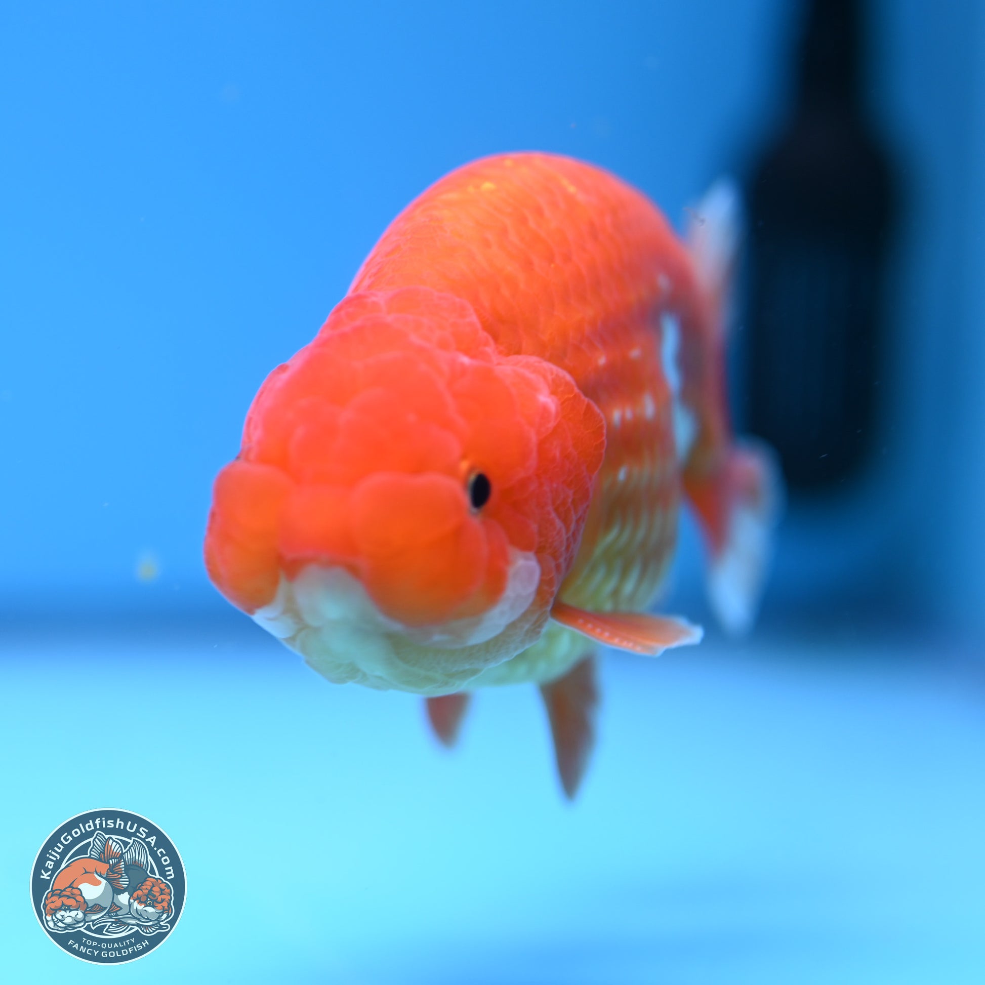 Red White Ranchu 4in Body (240802_RC02) - Kaiju Goldfish USA