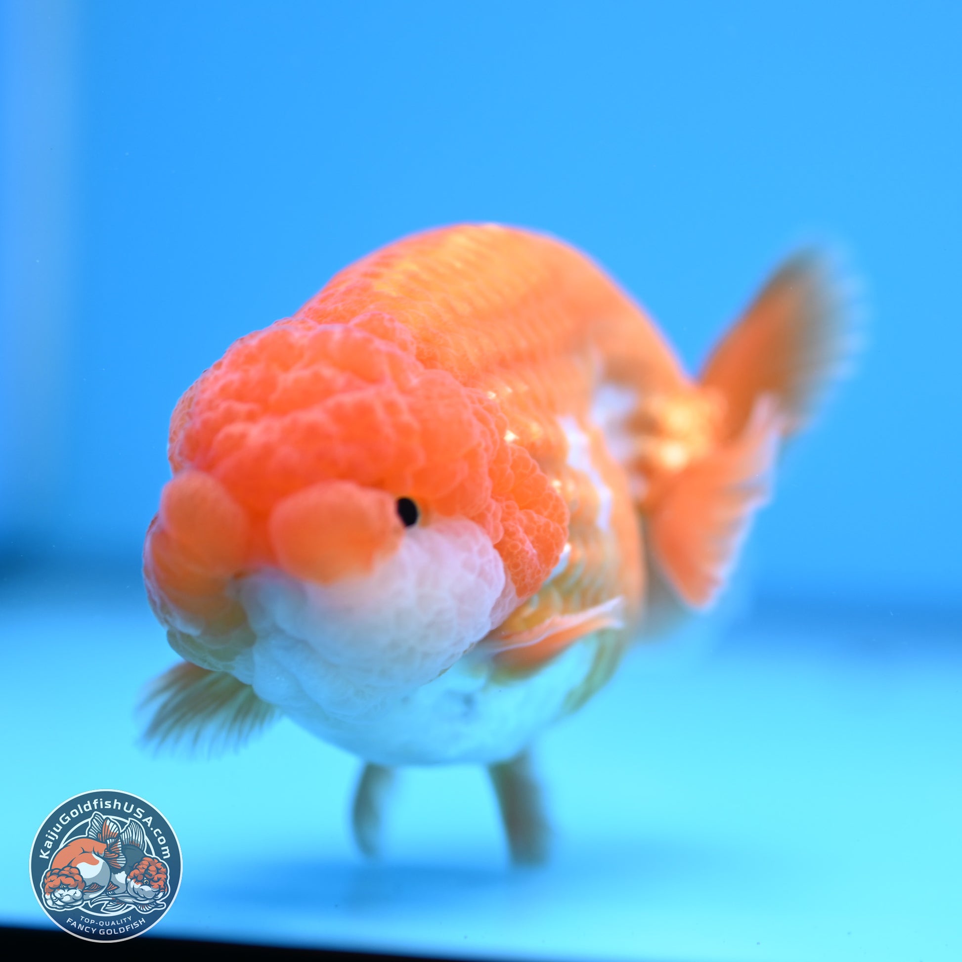 Red White Lionchu 3.5in Body (240823_RC02) - Kaiju Goldfish USA