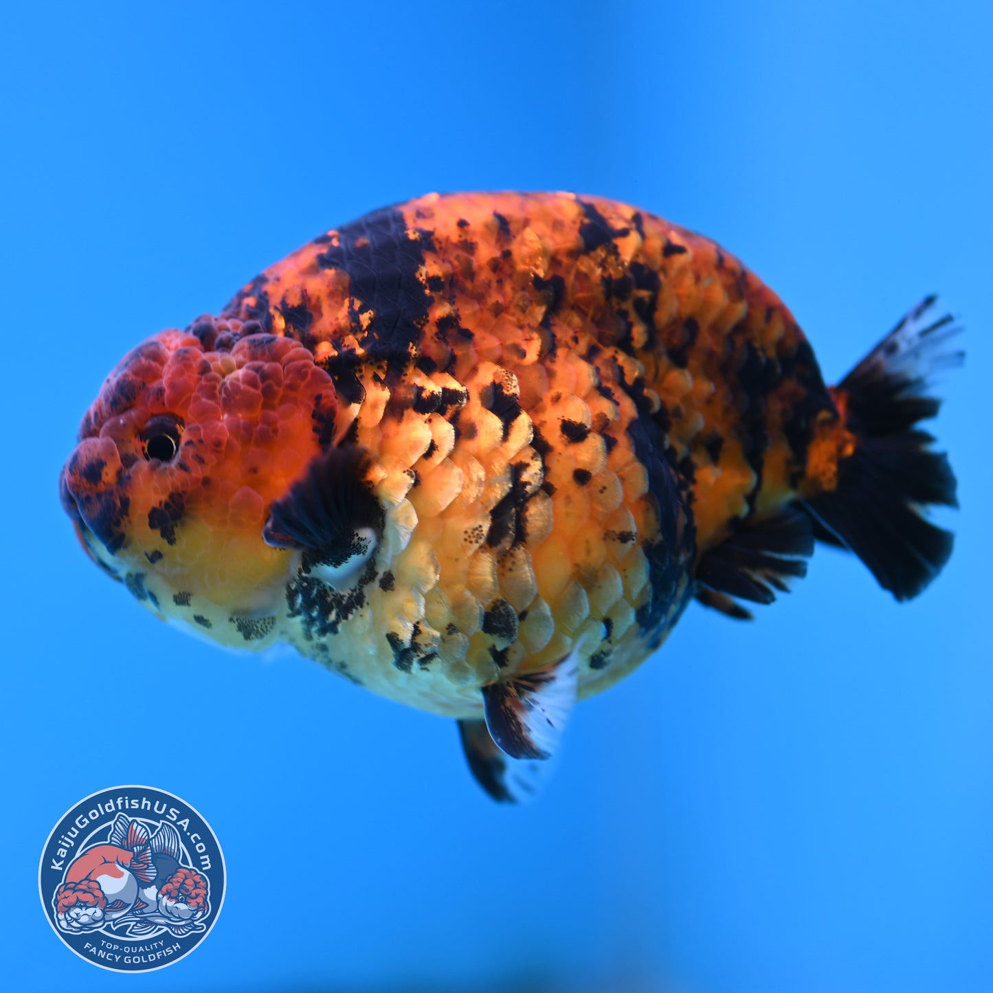 Tiger Ranchu 4.5 inches Body (250516_RC02)