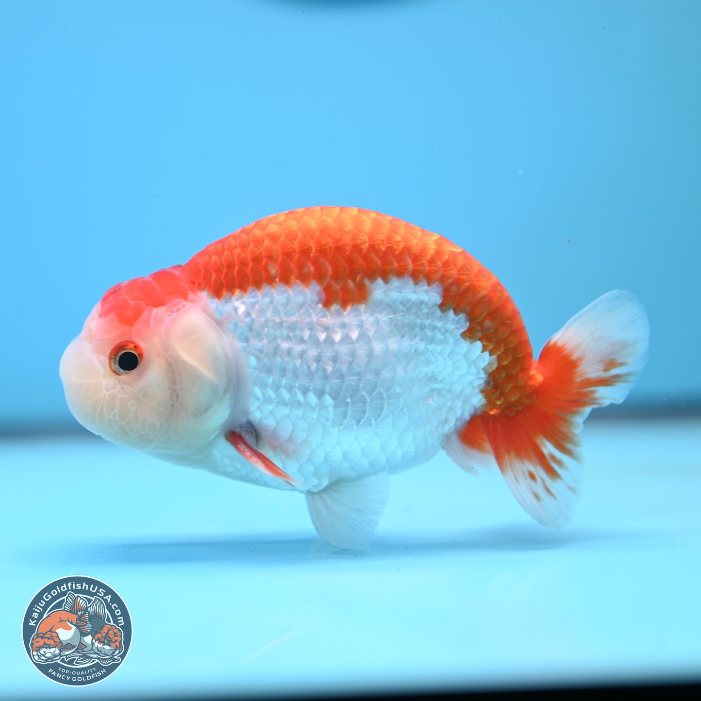 Red White Buffalo Ranchu 5 inches (241025_RC02) - Kaiju Goldfish USA