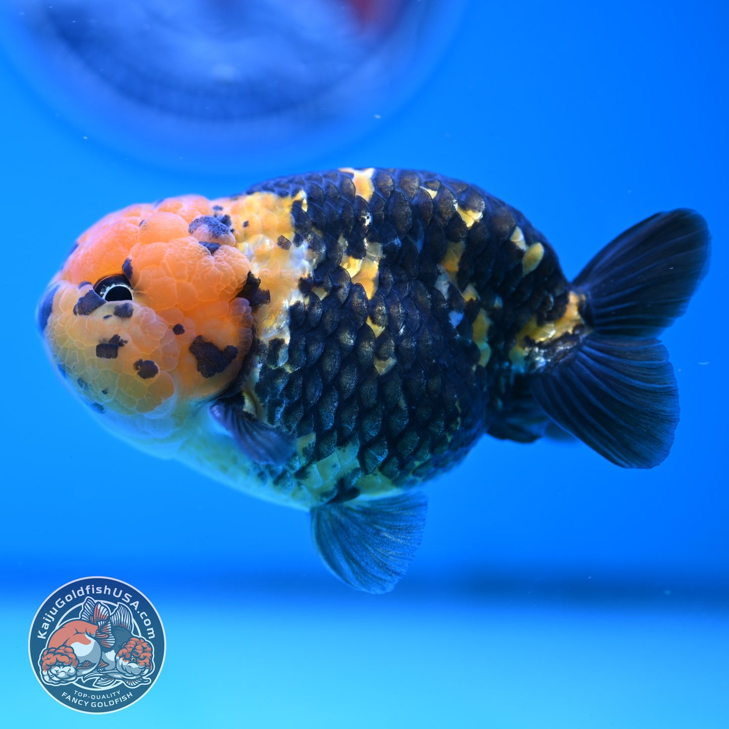 Read Description - Heavy Ink Ranchu 4 inches Body - Male (250418_RC02)