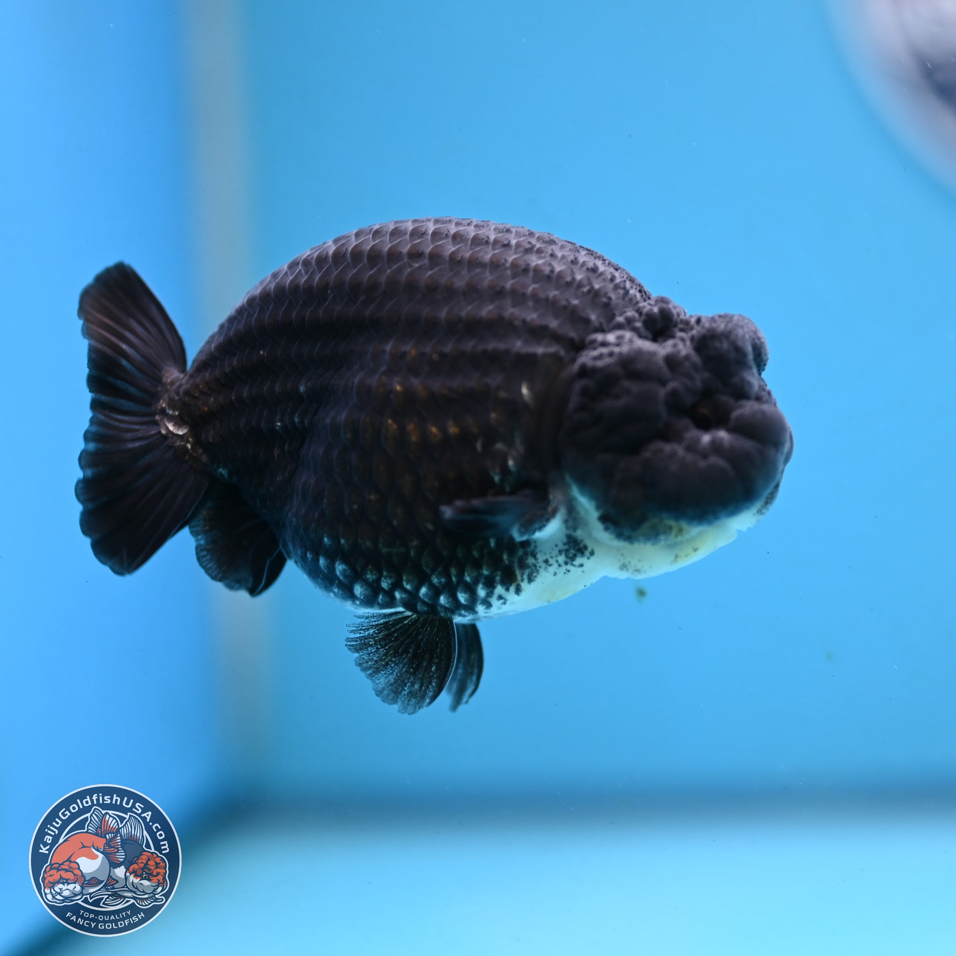 Blue Base Black Ranchu 3.75 inches Body - Male (250103_RC02) - Kaiju Goldfish USA