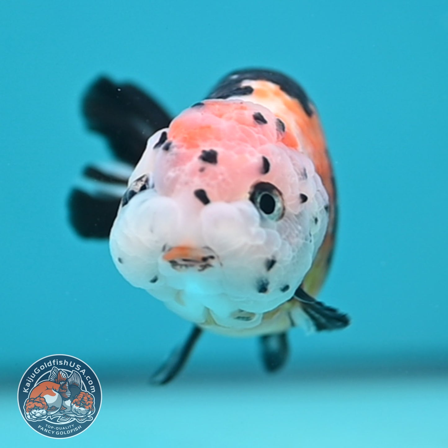 Cow Ranchu 3.75 inches Body (250502_RC02)