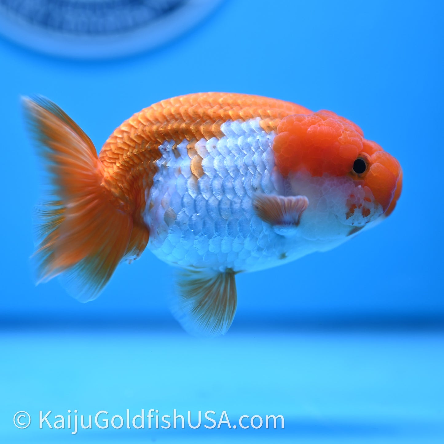 Red White Lionchu 4in body (240726_RC02) - Kaiju Goldfish USA