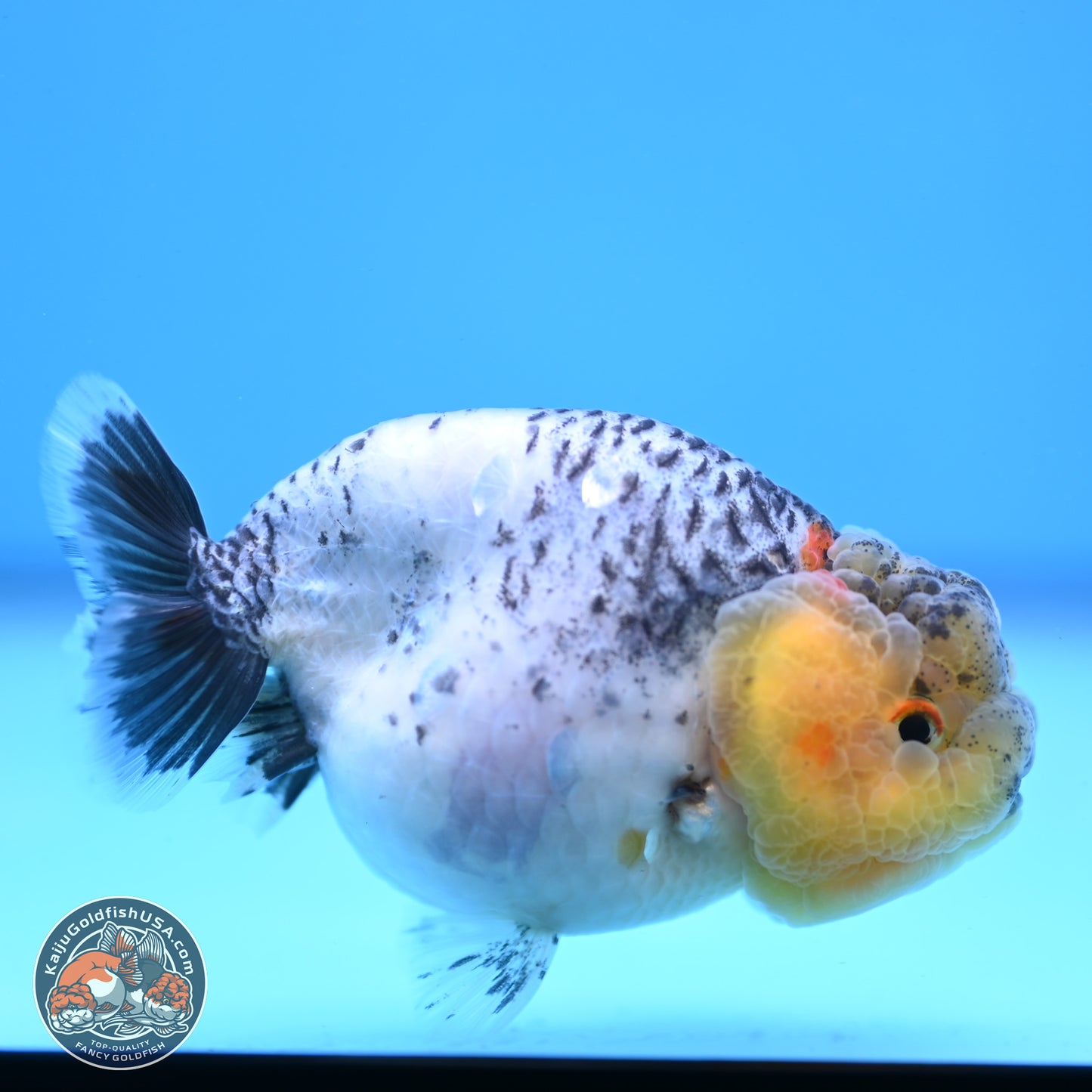 READ DESCRIPTION: Blue Based Ranchu 3.5 inches Body - Male (250307_RC02)