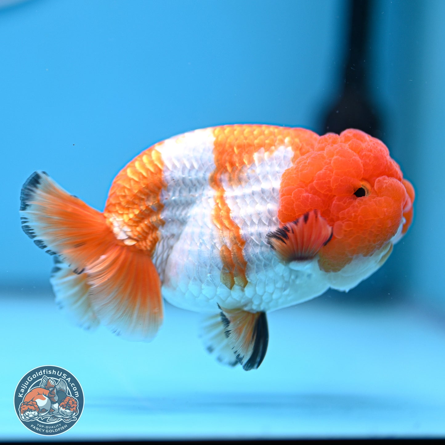 A Grade Red White Lionchu 4-4.5 inches (240906_RC02) - Kaiju Goldfish USA