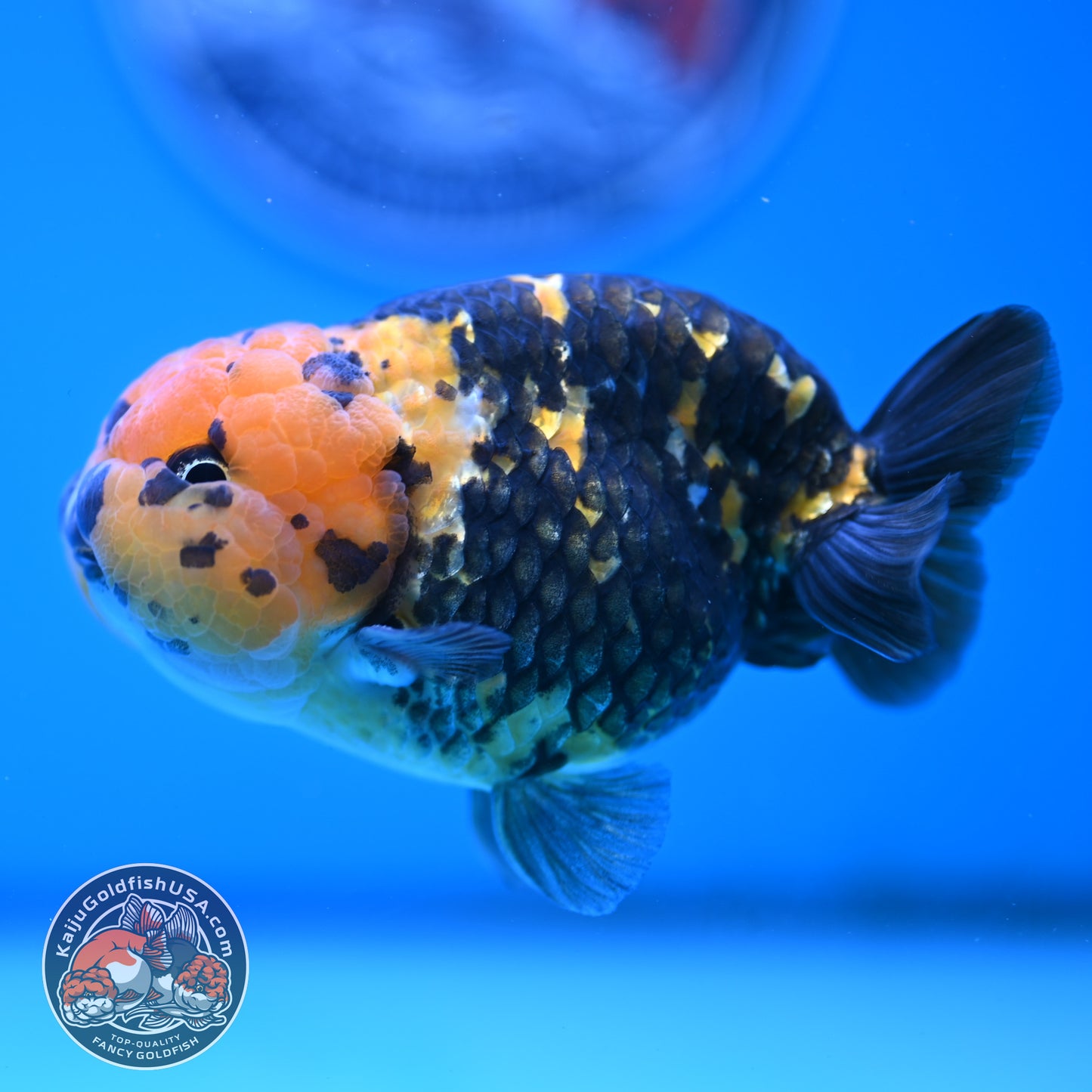 Read Description - Heavy Ink Ranchu 4 inches Body - Male (250418_RC02)
