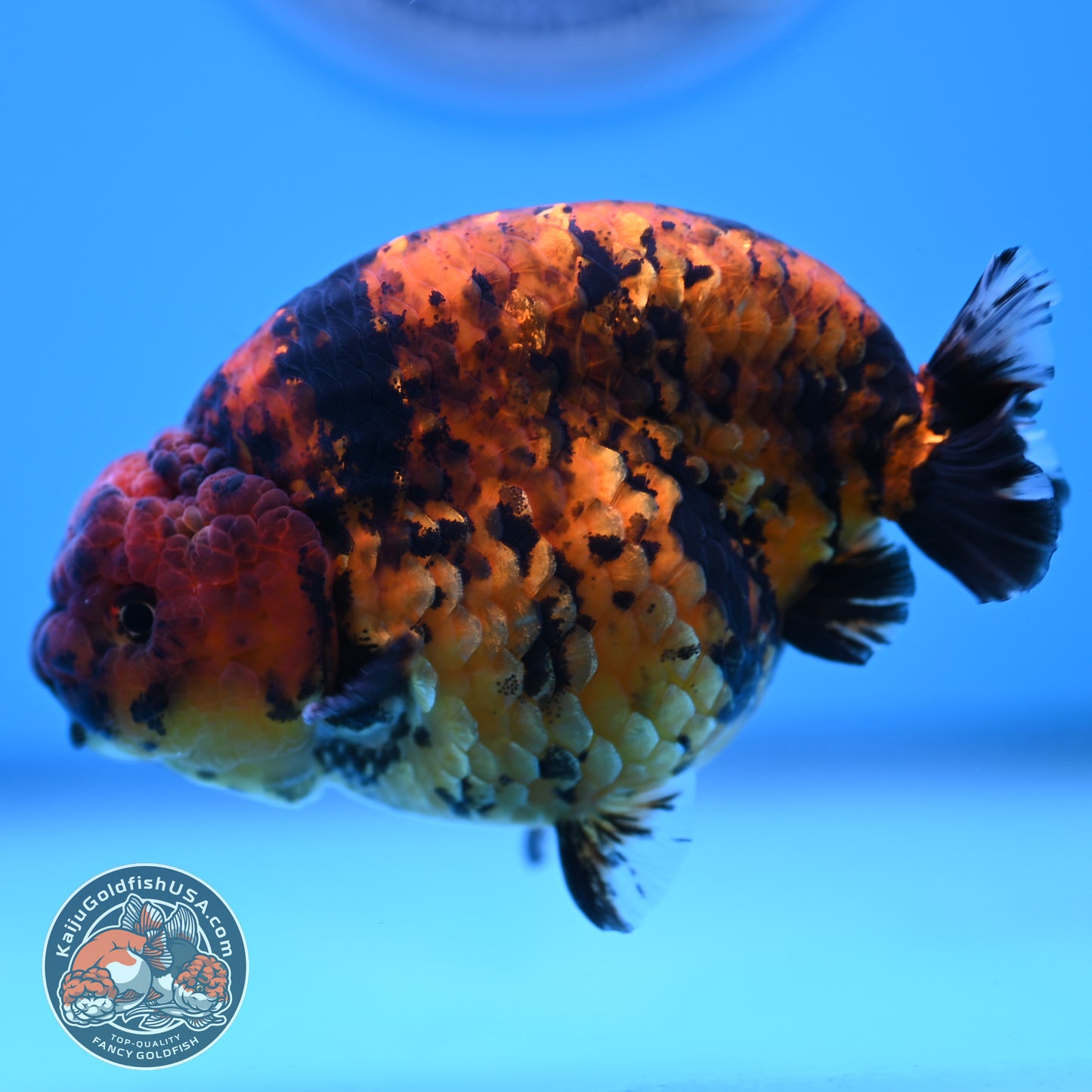 Tiger Ranchu 4.5 inches Body (250516_RC02)